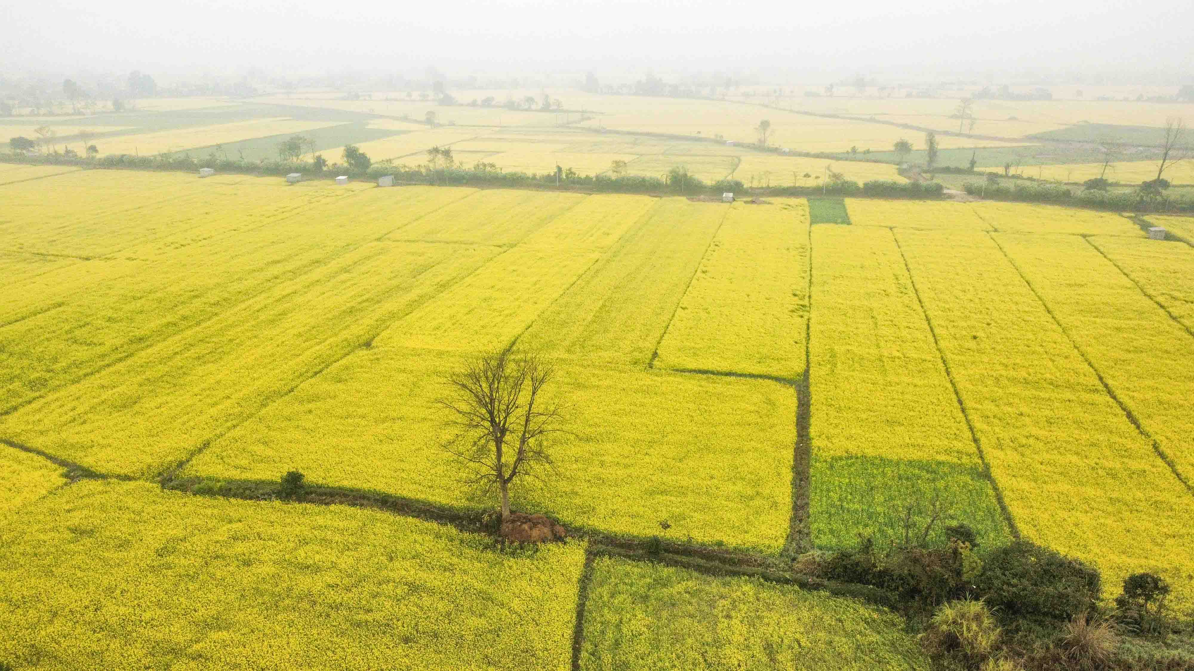 Mustard-field--Sauraha_Nepal-Photo-Library-10-1767071127.jpg