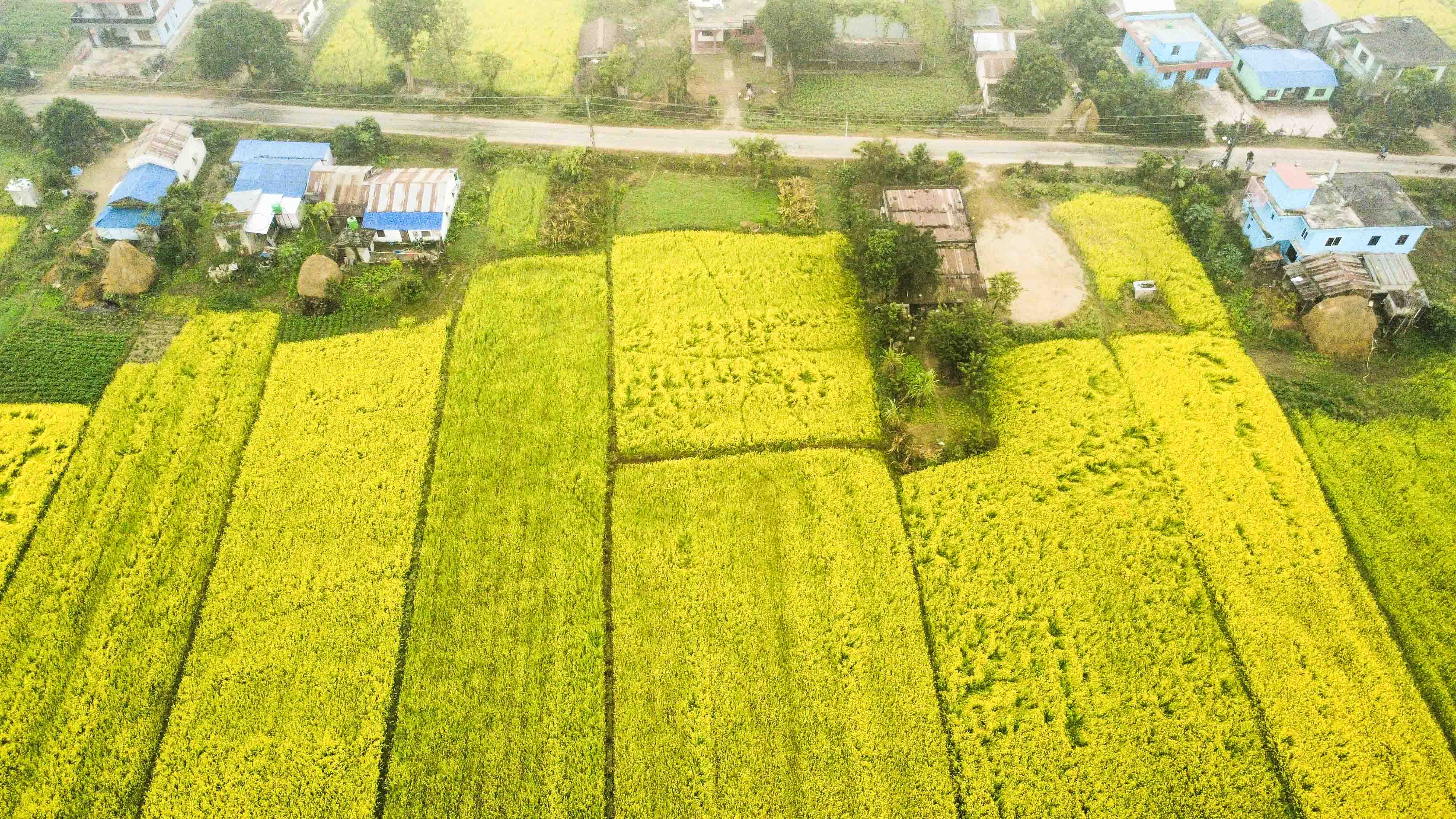 Mustard-field--Sauraha_Nepal-Photo-Library-2-1767071102.jpg