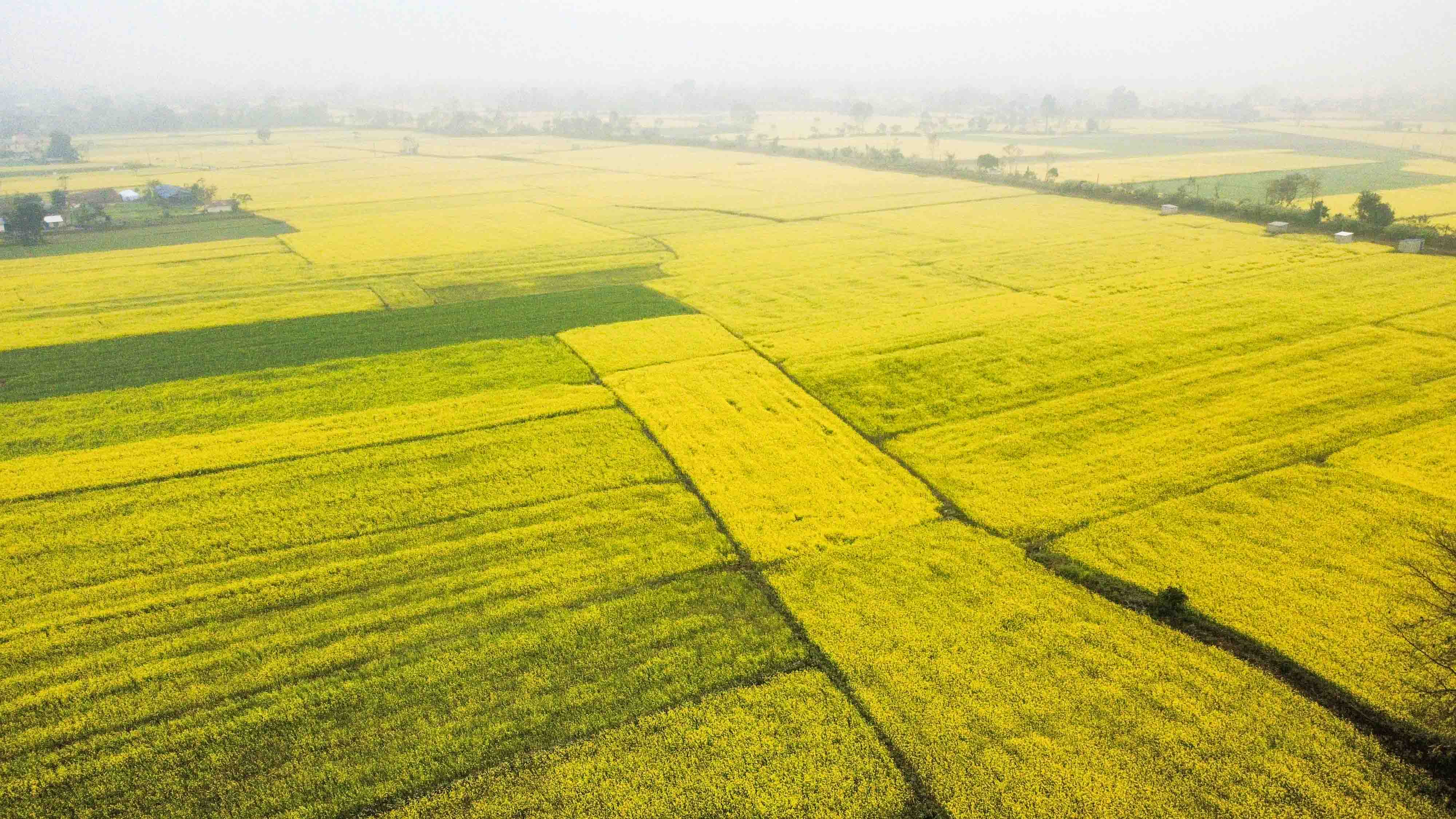 Mustard-field--Sauraha_Nepal-Photo-Library-3-1767071107.jpg
