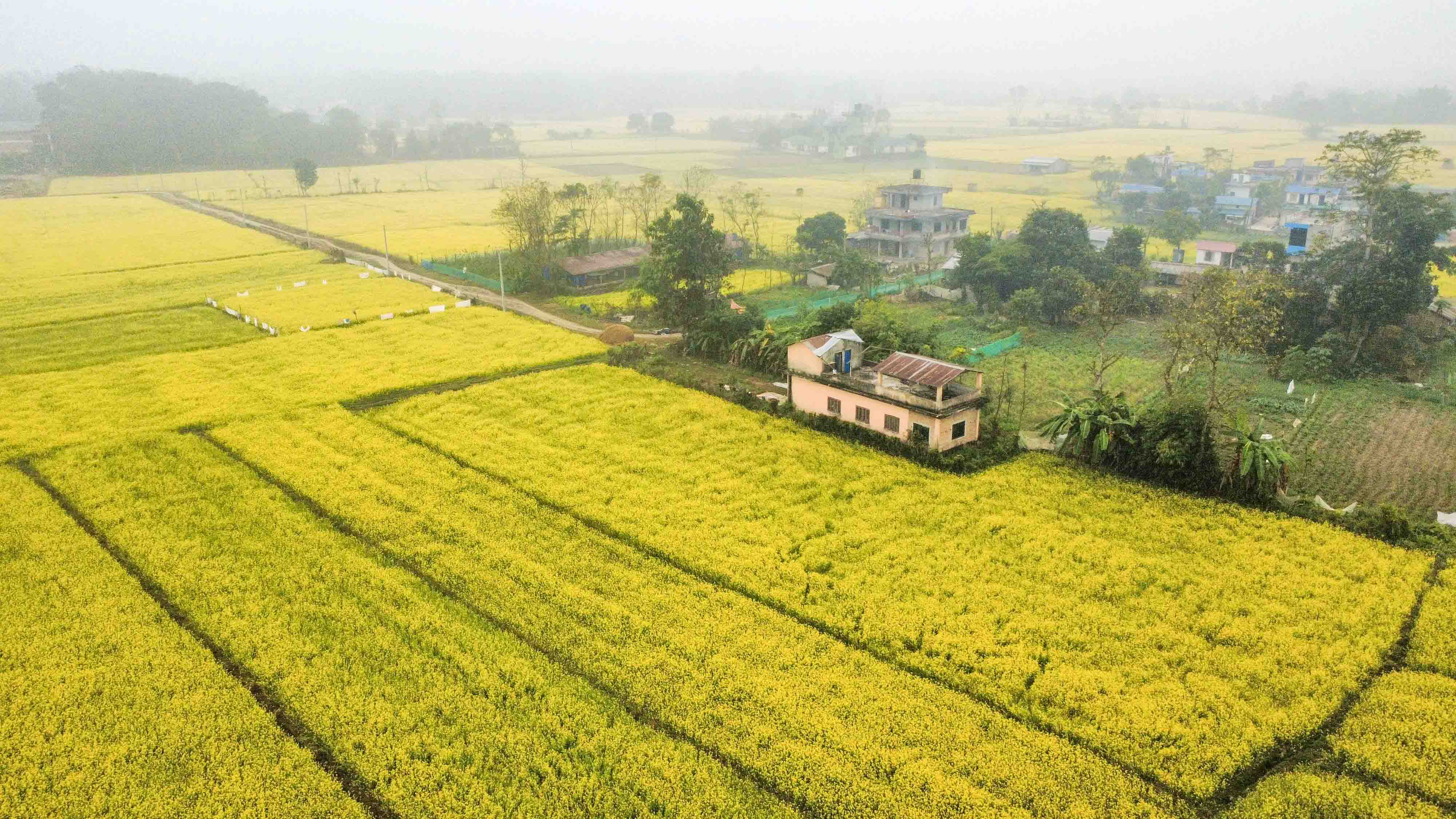 Mustard-field--Sauraha_Nepal-Photo-Library-4-1767071110.jpg
