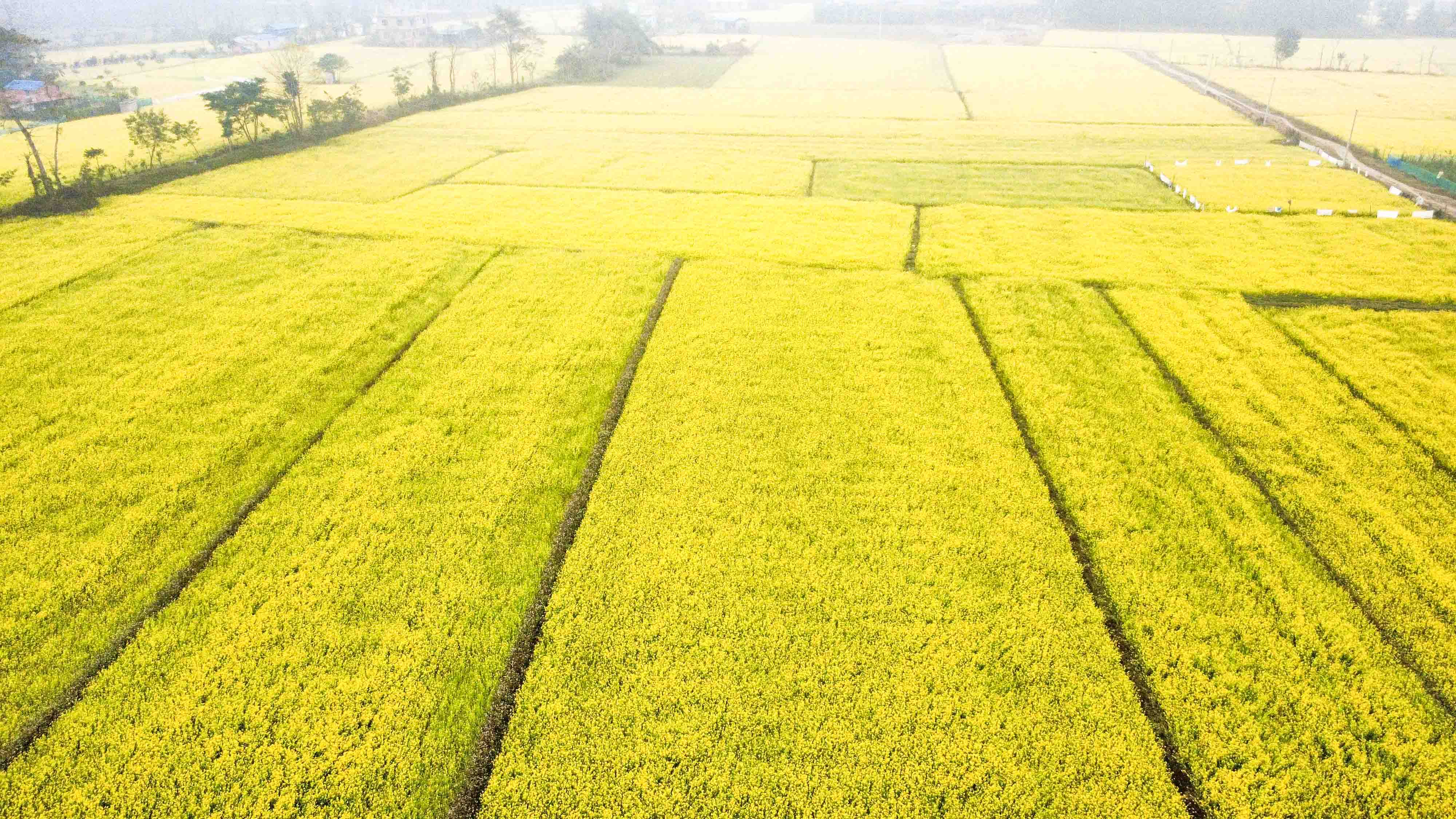 Mustard-field--Sauraha_Nepal-Photo-Library-5-1767071114.jpg