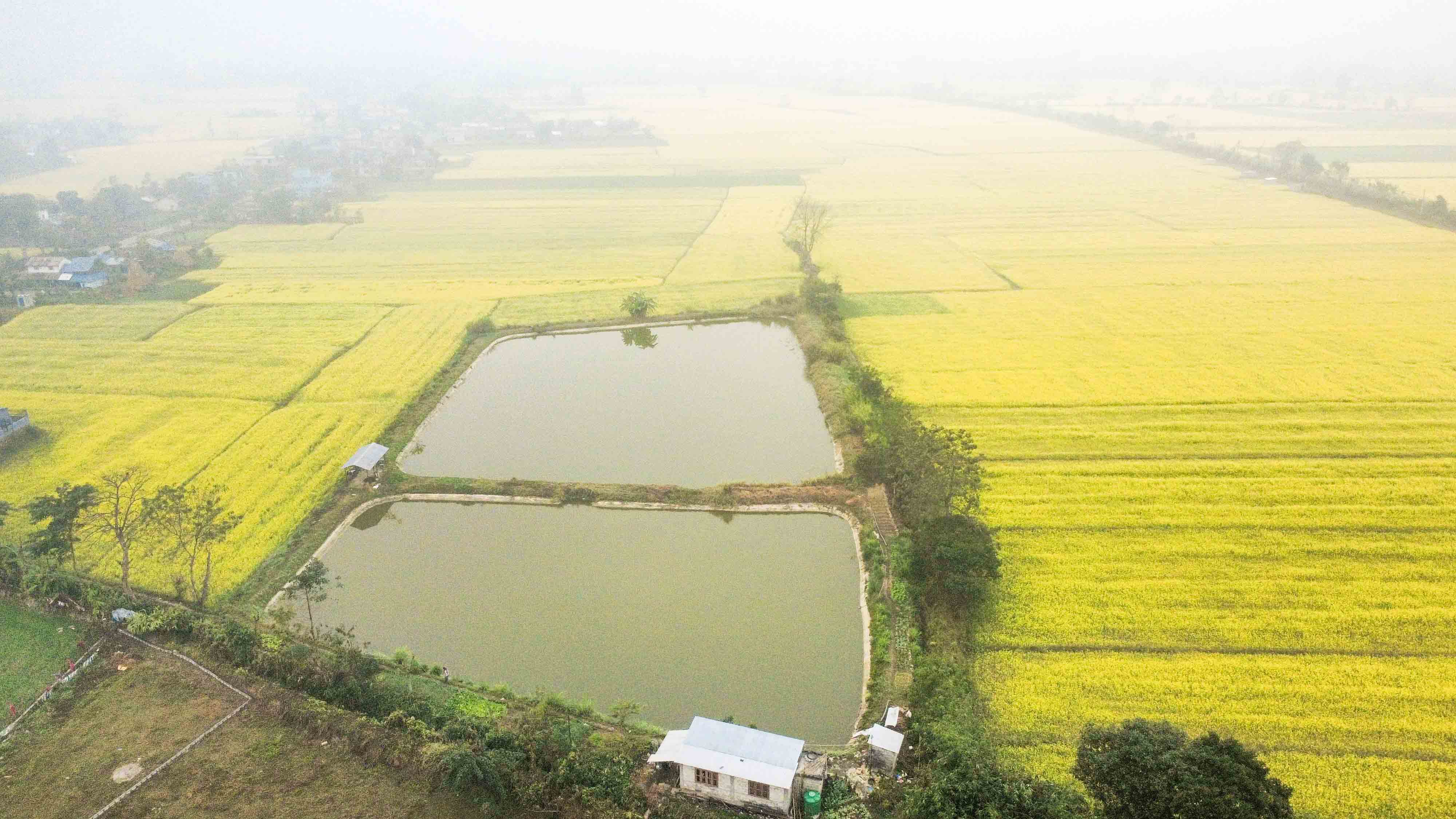 Mustard-field--Sauraha_Nepal-Photo-Library-6-1767071120.jpg