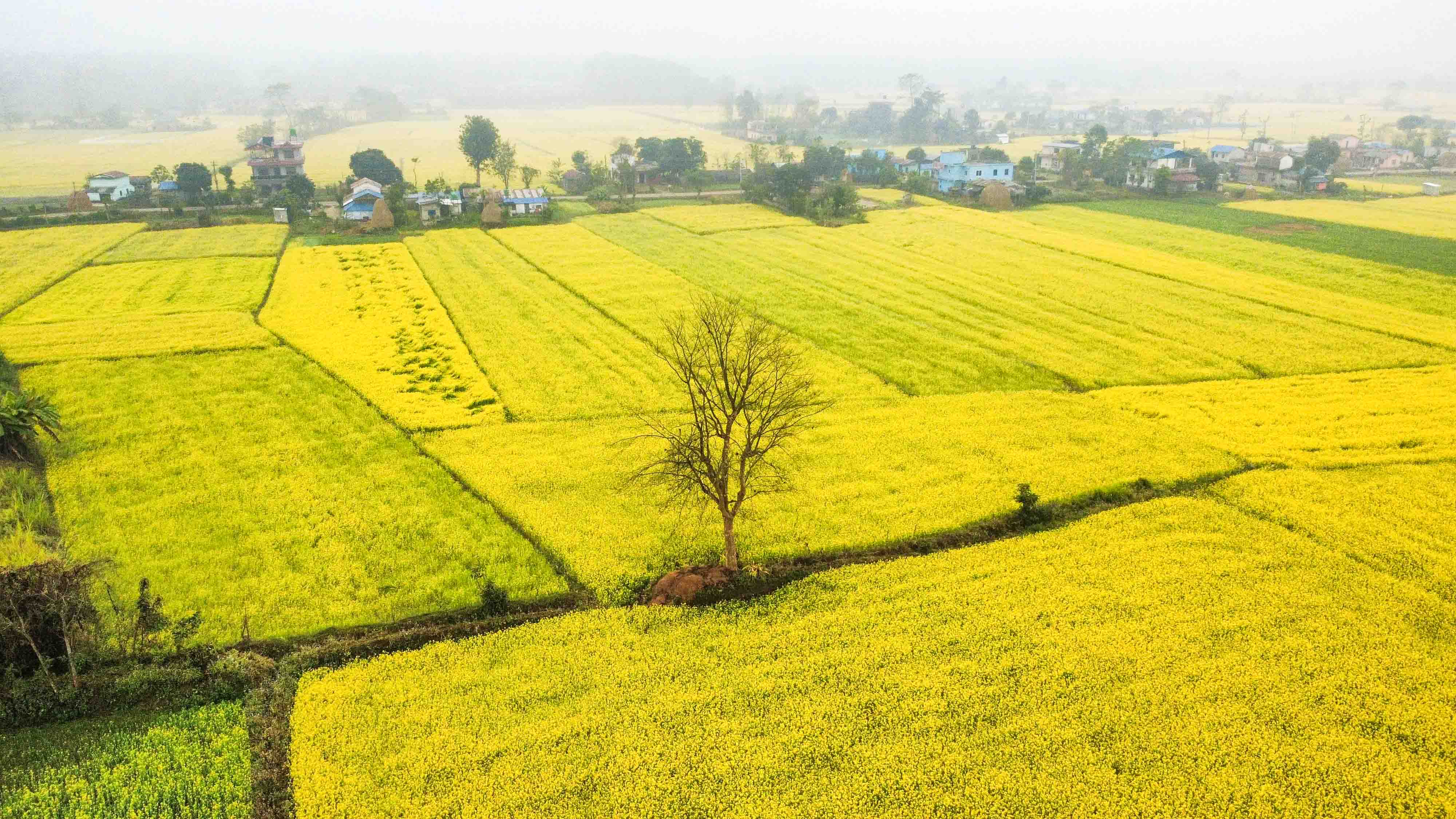 Mustard-field--Sauraha_Nepal-Photo-Library-7-1767071121.jpg