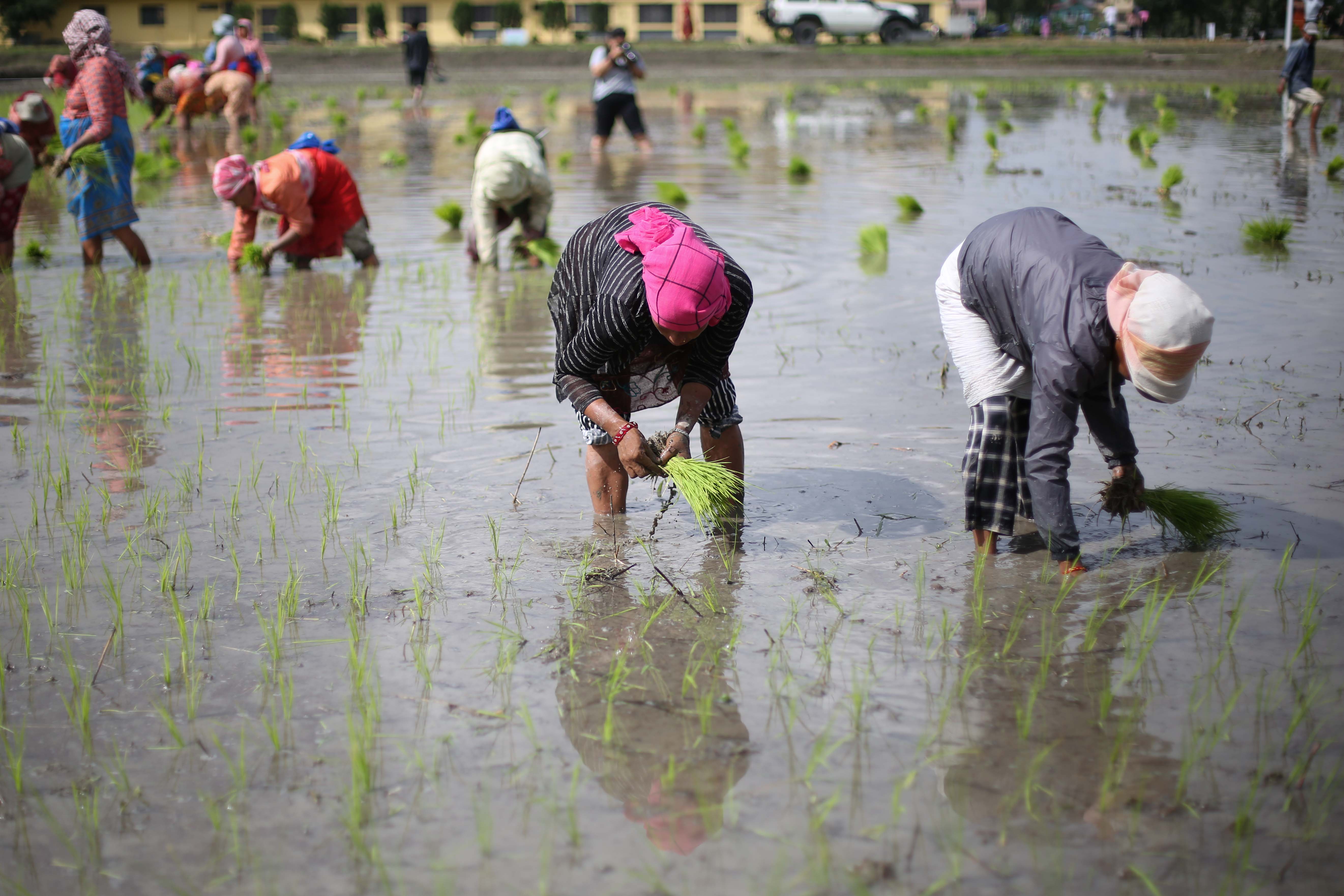 National-Paddy-Day_-548-1751172436.jpg