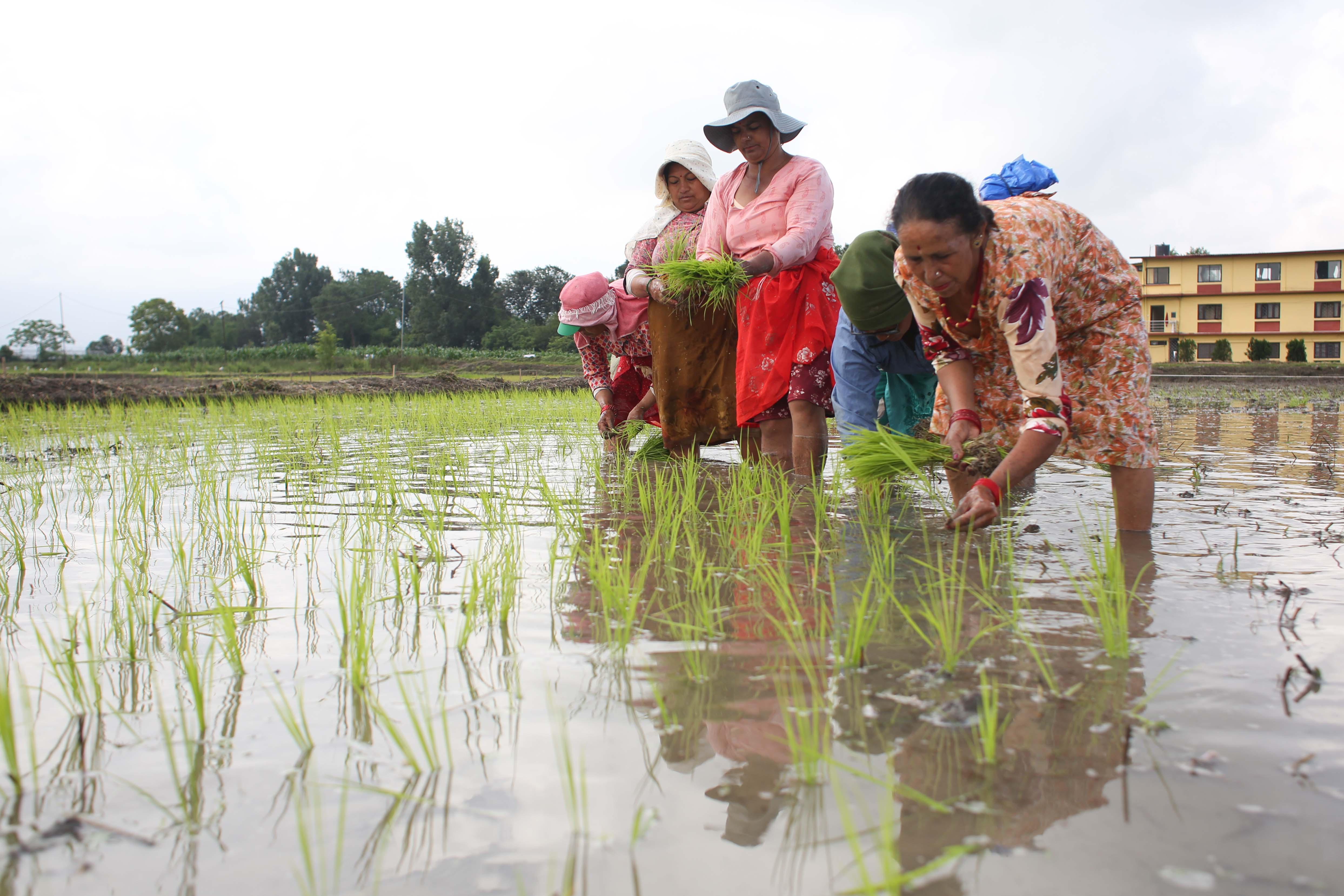 National-Paddy-Day_-553-1751172446.jpg
