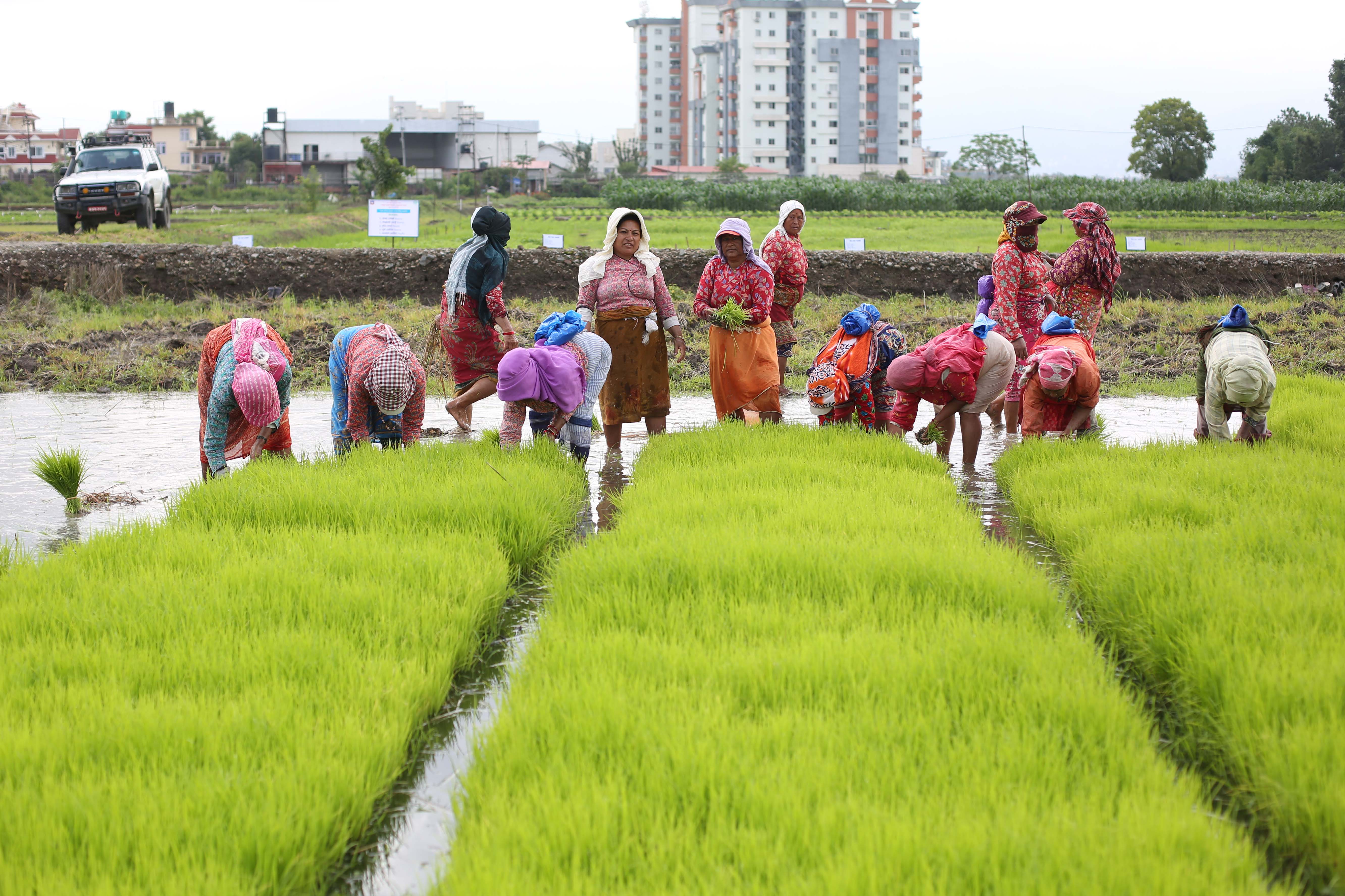 National-Paddy-Day_-559-1751172459.jpg