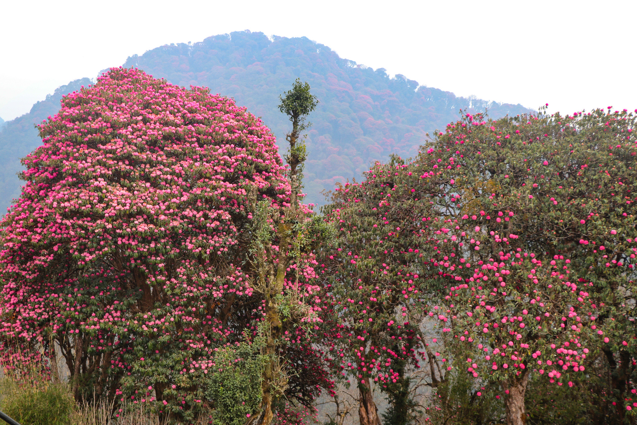 NepalPhotoLibrary-06-1711780056.jpg