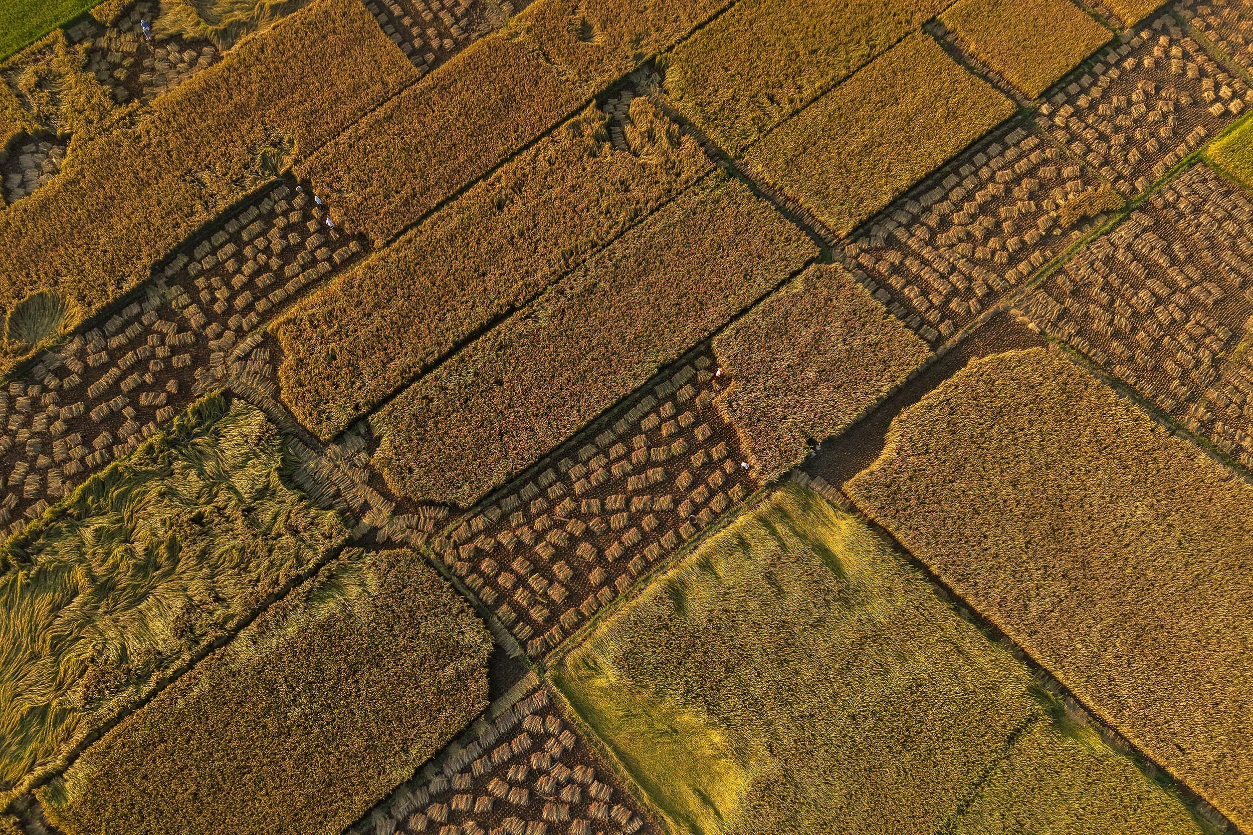 Paddy_Cutting_Bardiya_NPL-(1)-1760334269.JPG