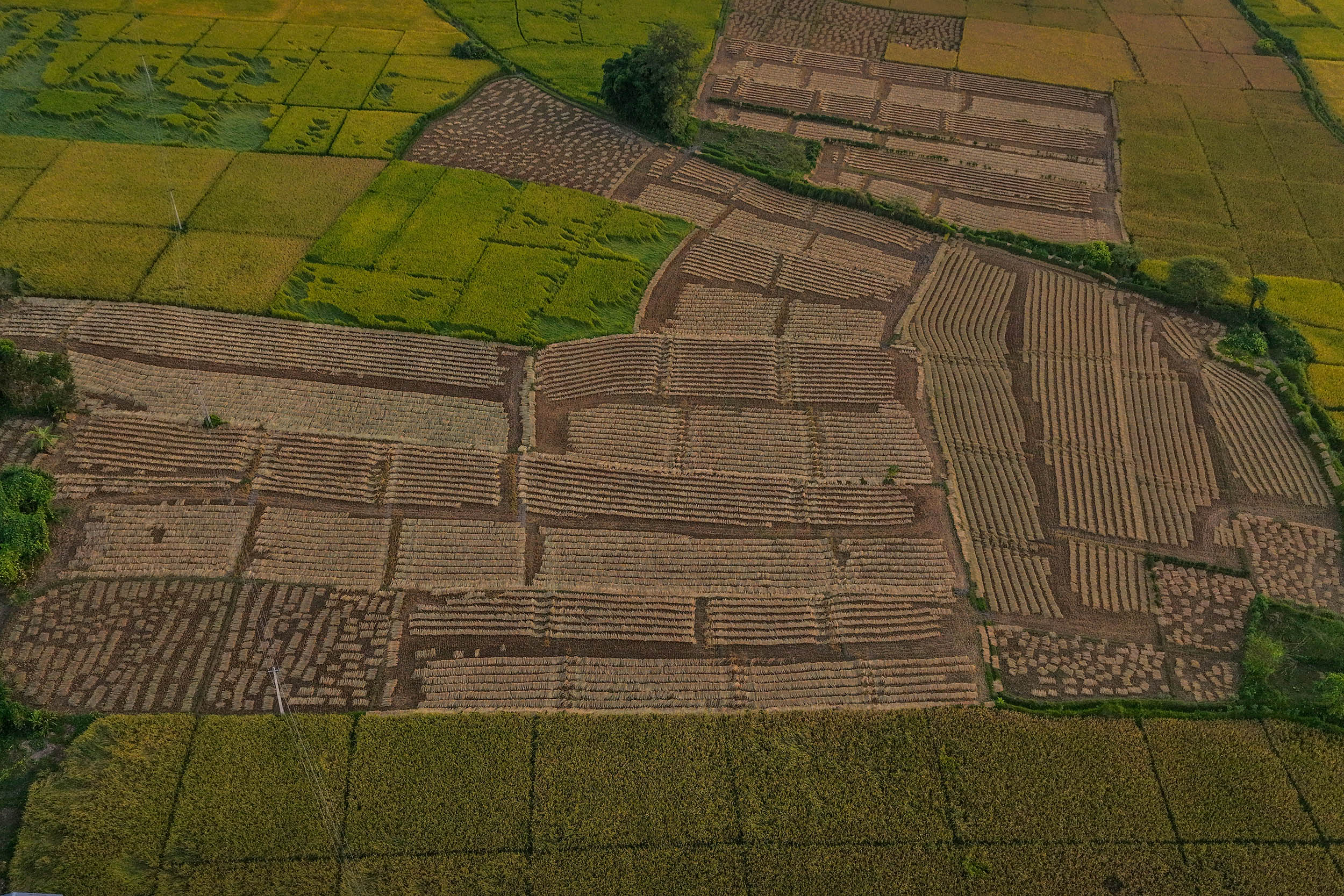 Paddy_Cutting_Bardiya_NPL-(11)-1760334260.JPG