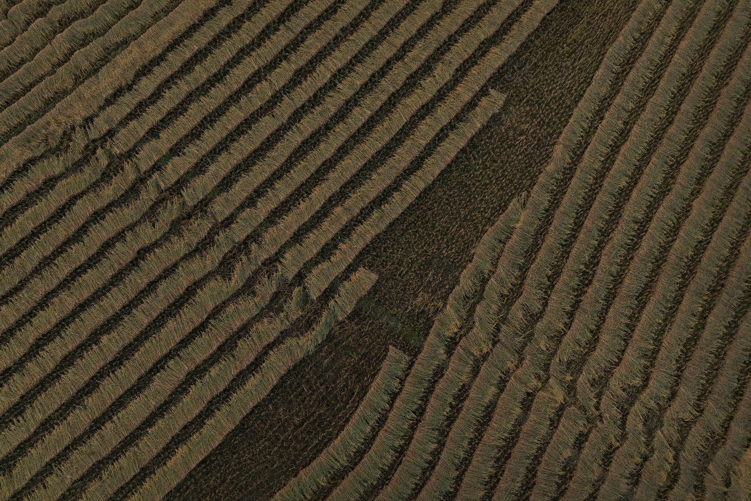 Paddy_Cutting_Bardiya_NPL-(13)-1760334263.JPG