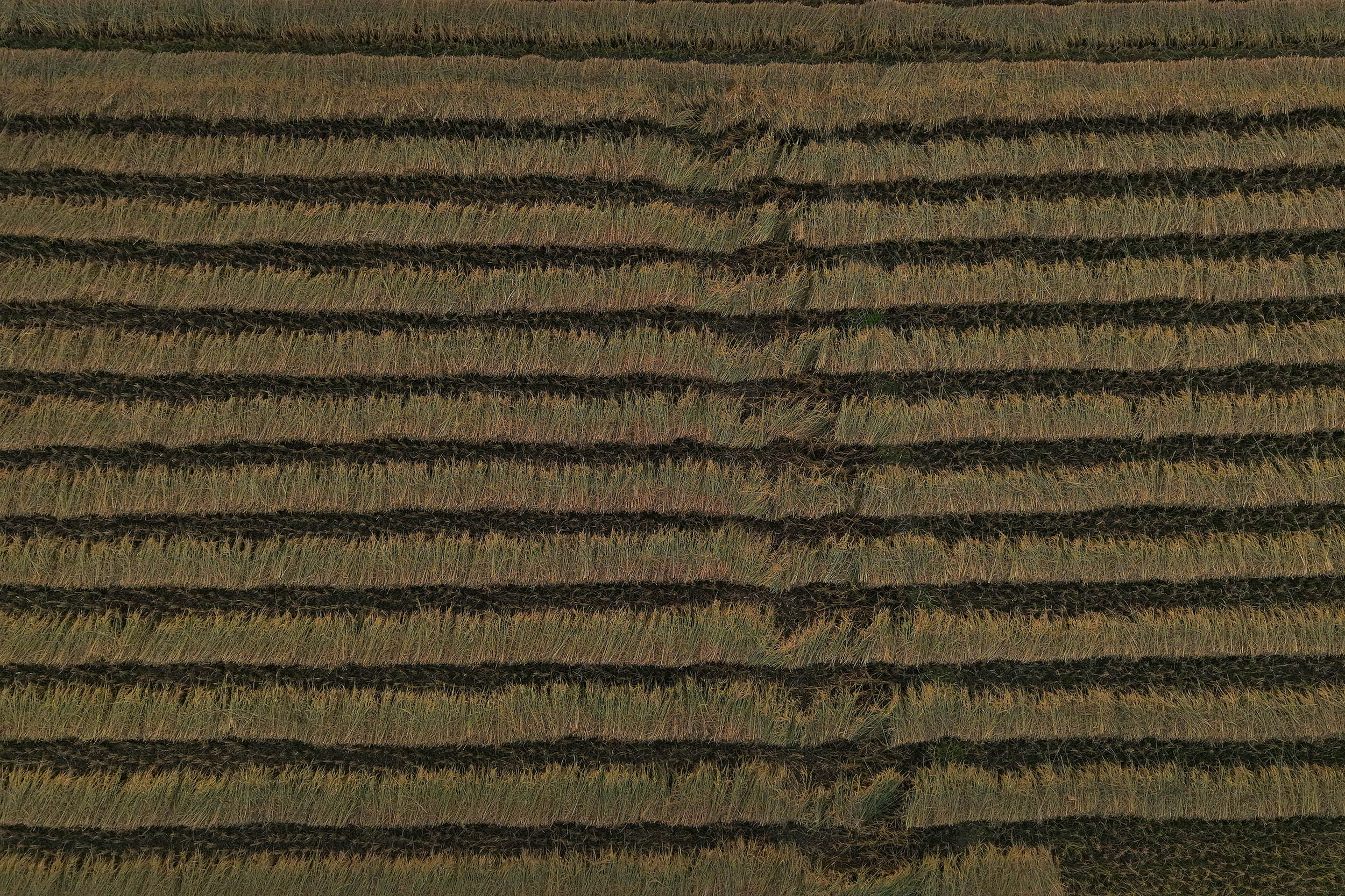 Paddy_Cutting_Bardiya_NPL-(14)-1760334265.JPG