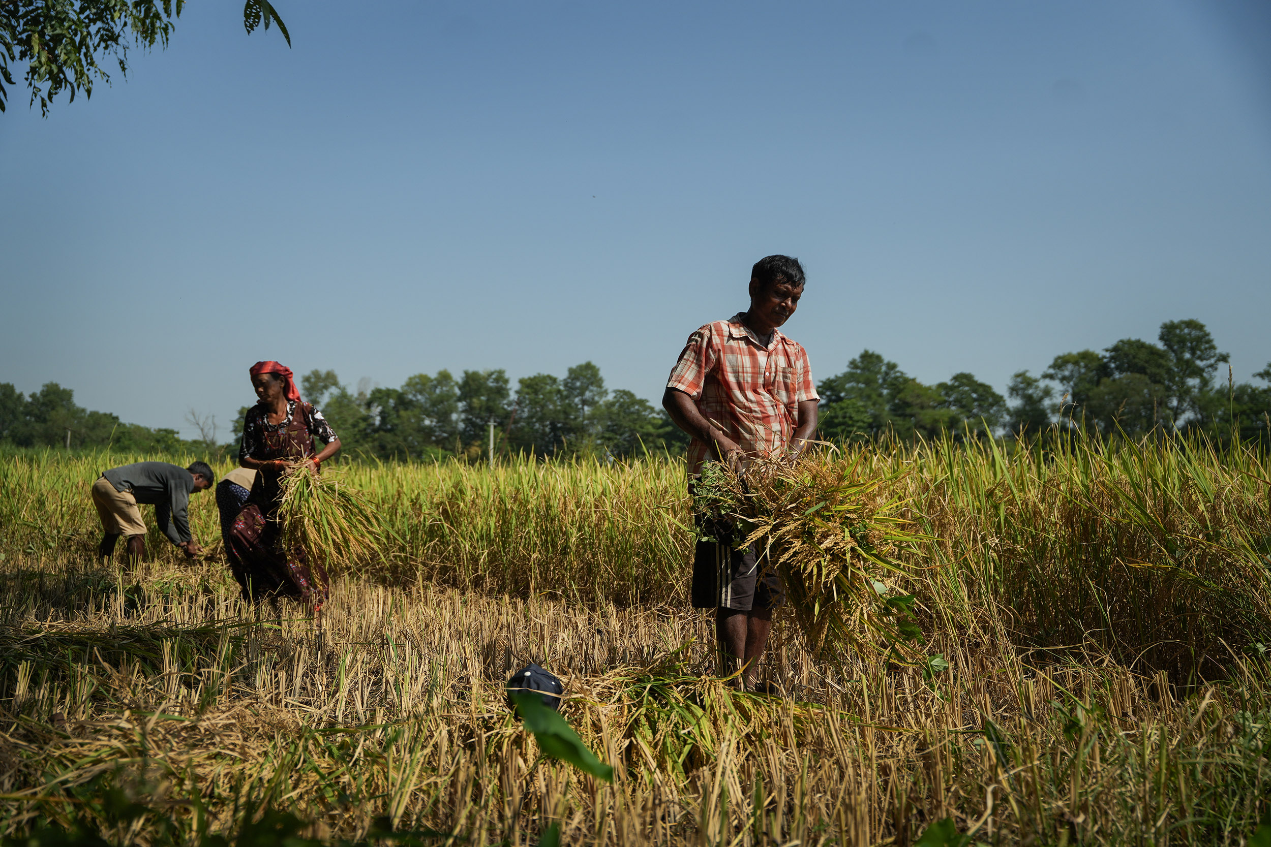 Paddy_Cutting_Bardiya_NPL-(16)-1760334261.JPG