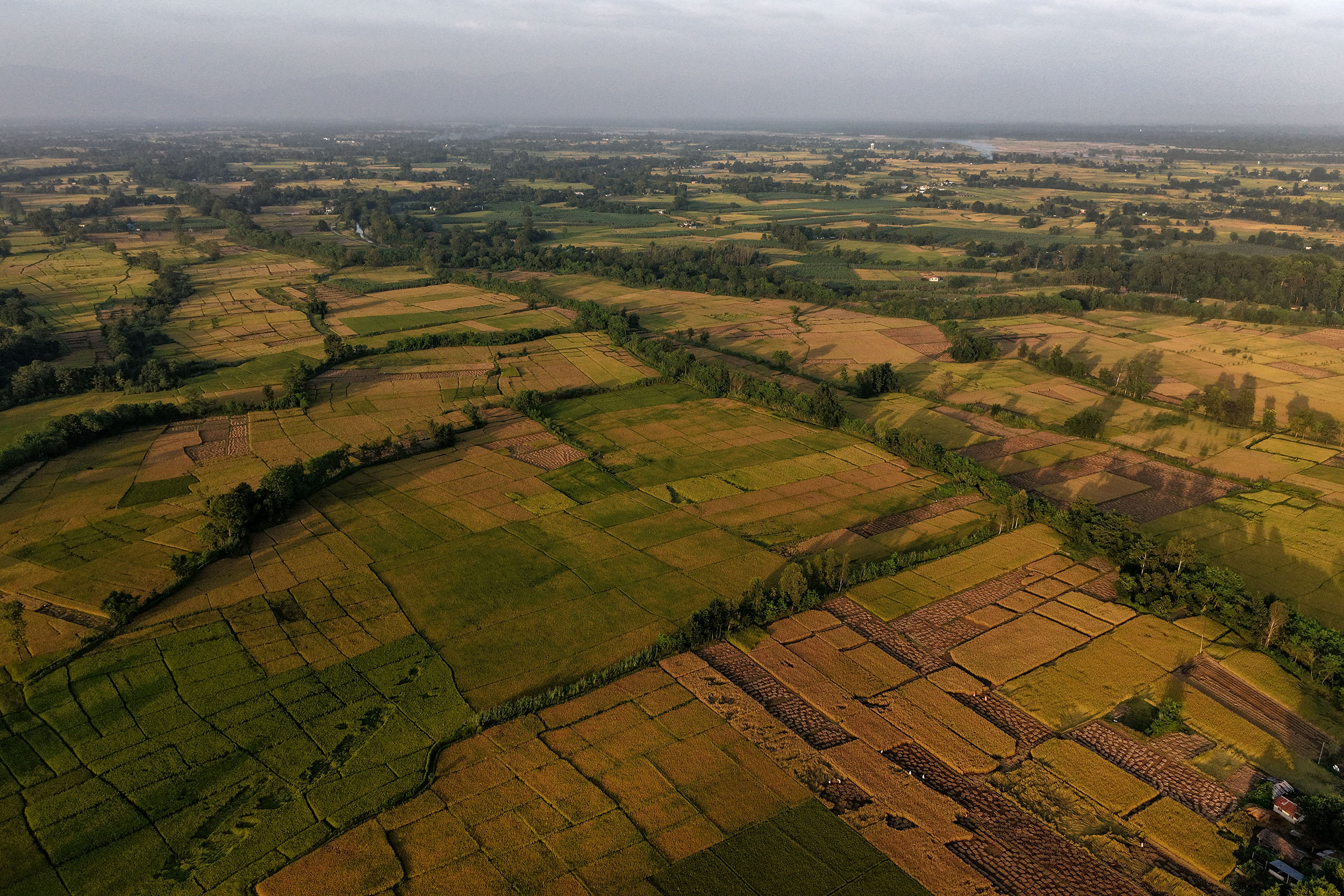 Paddy_Cutting_Bardiya_NPL-(5)-1760334271.JPG