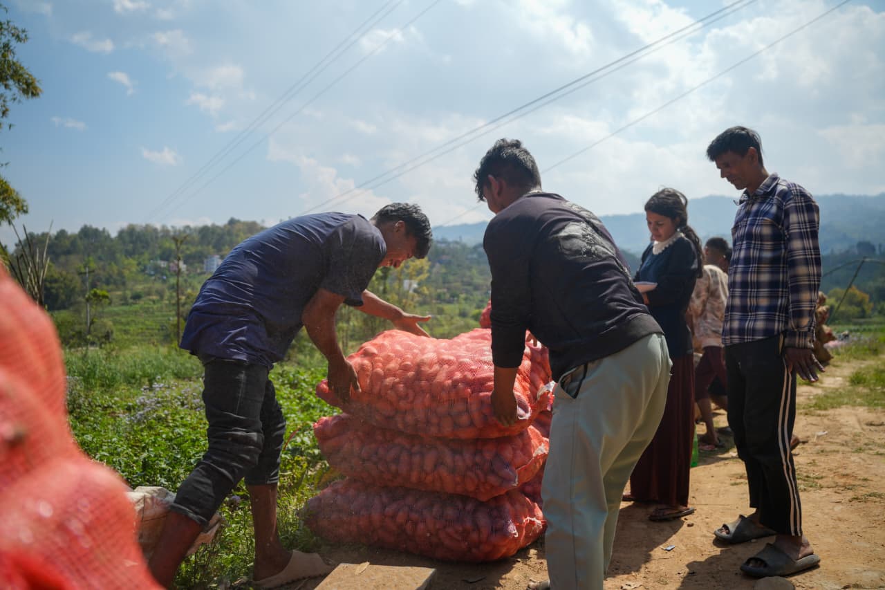 Potato-Farming-Pachkhal_Nepal-Photo-Library-(11)-1774415681.jpeg