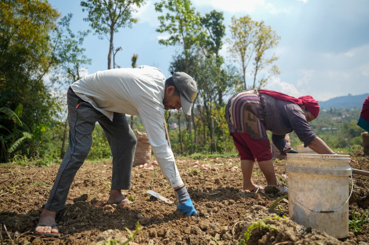 Potato-Farming-Pachkhal_Nepal-Photo-Library-(12)-1774415681.jpeg