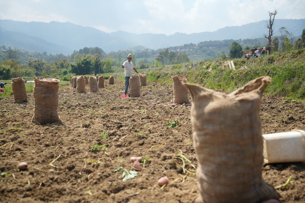 Potato-Farming-Pachkhal_Nepal-Photo-Library-(17)-1774415682.jpeg