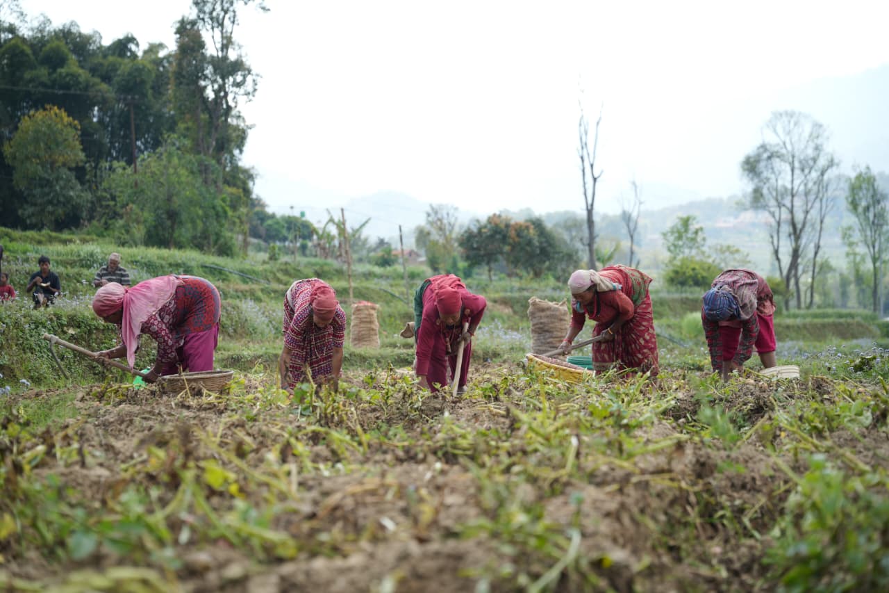 Potato-Farming-Pachkhal_Nepal-Photo-Library-(2)-1774415679.jpeg