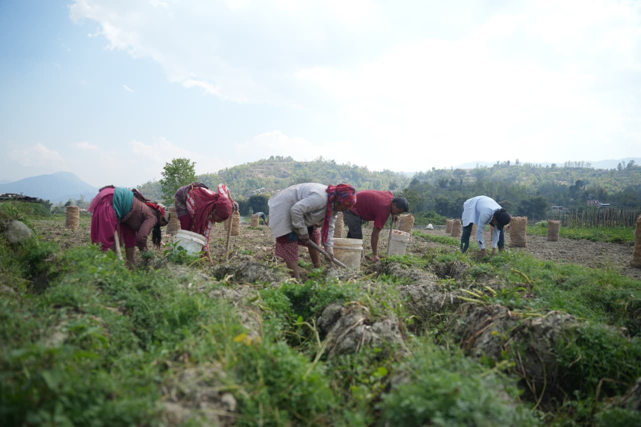 Potato-Farming-Pachkhal_Nepal-Photo-Library-(8)-1774415680.jpeg