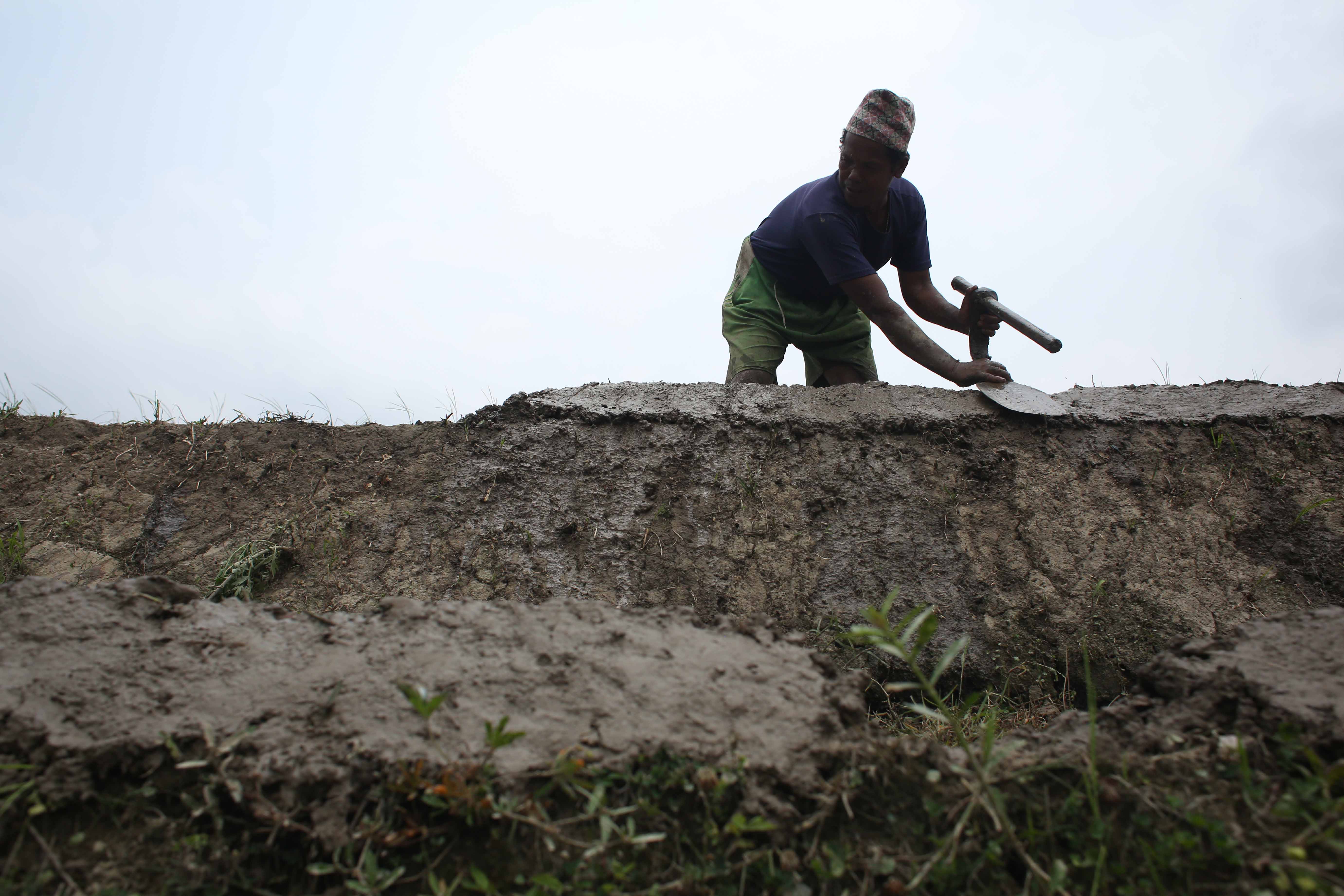 Rice-Plantation_Lalitpur_-471-1749718979.jpg