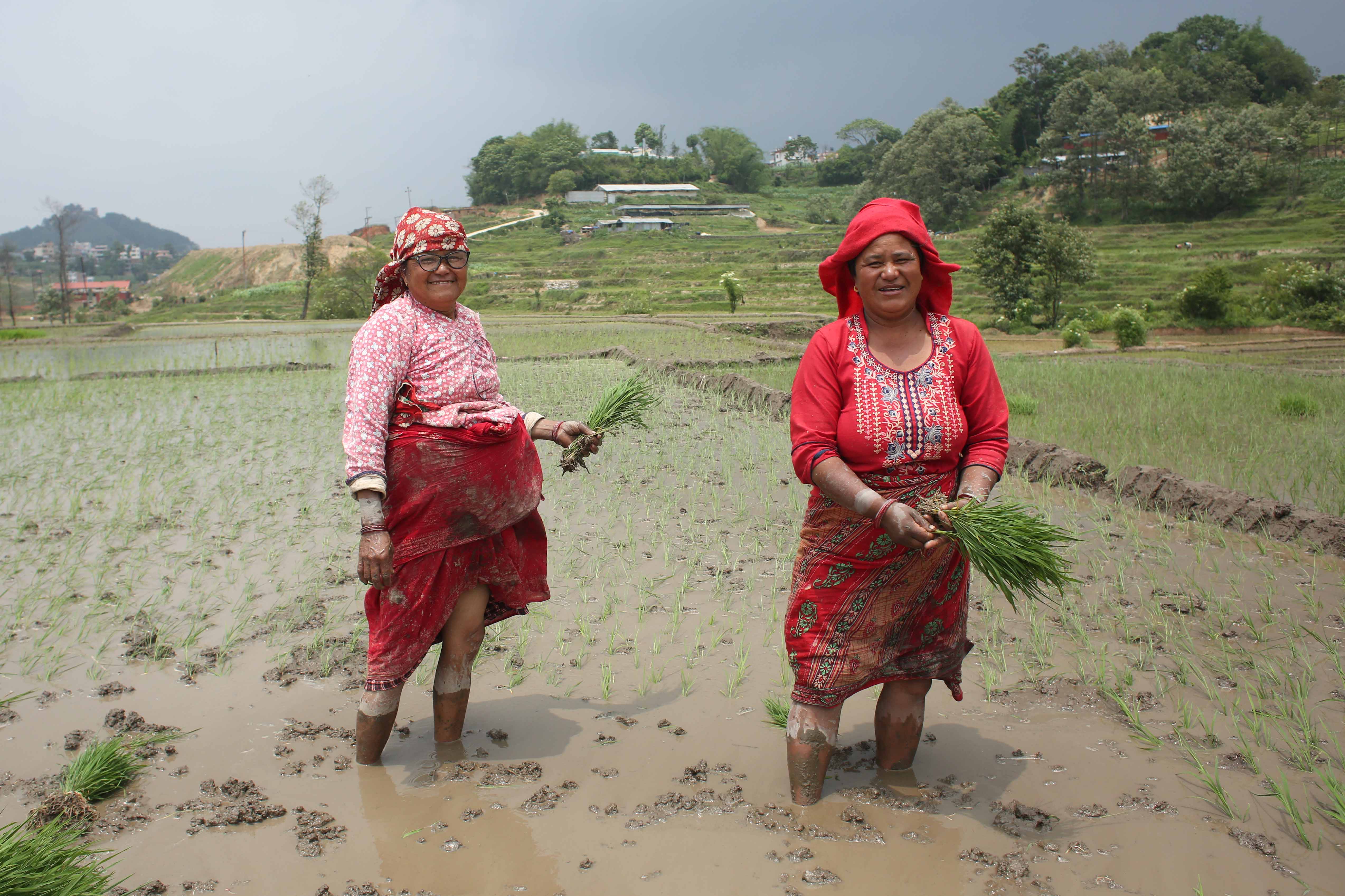 Rice-Plantation_Lalitpur_-472-1749718986.jpg