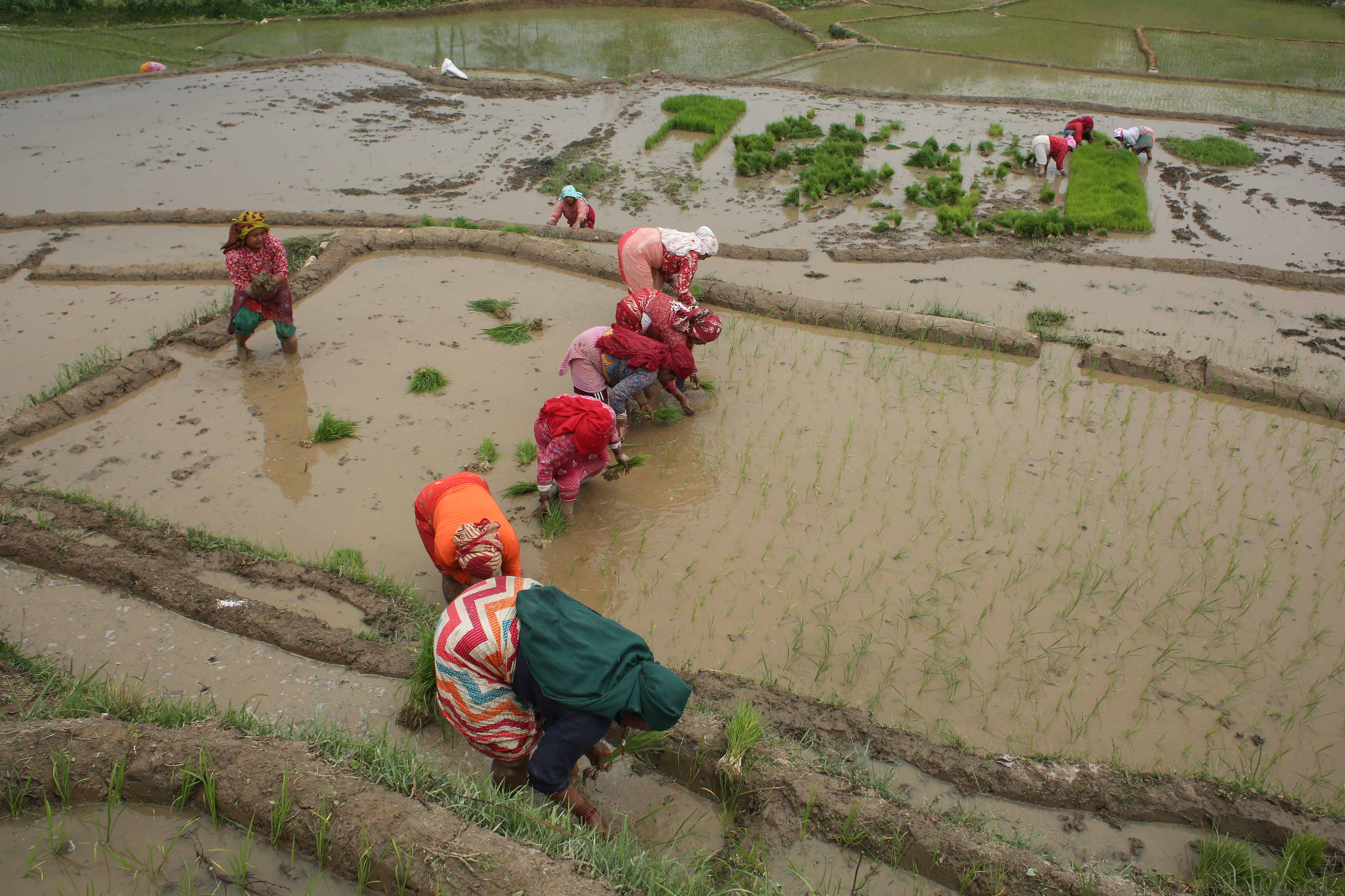 Rice-Plantation_Lalitpur_-473-1749718986.jpg