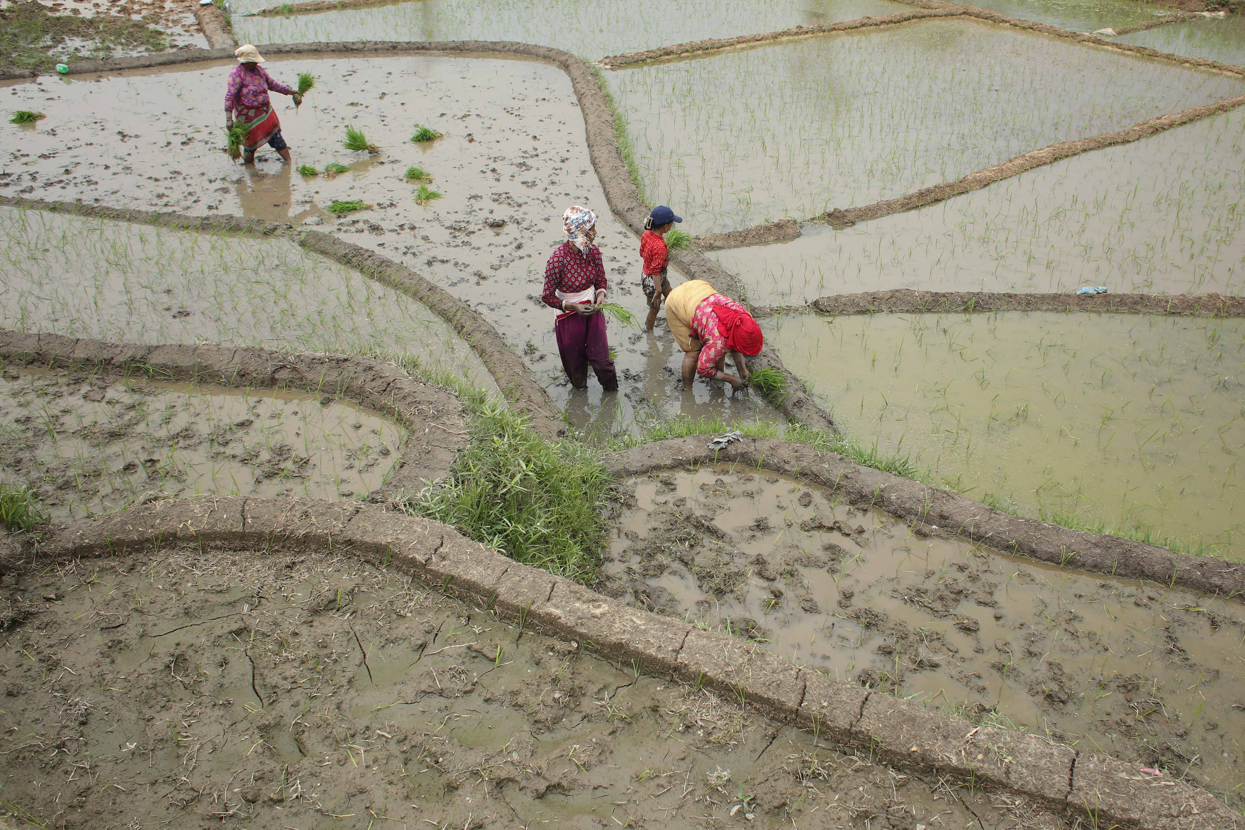 Rice-Plantation_Lalitpur_-474-1749718990.jpg
