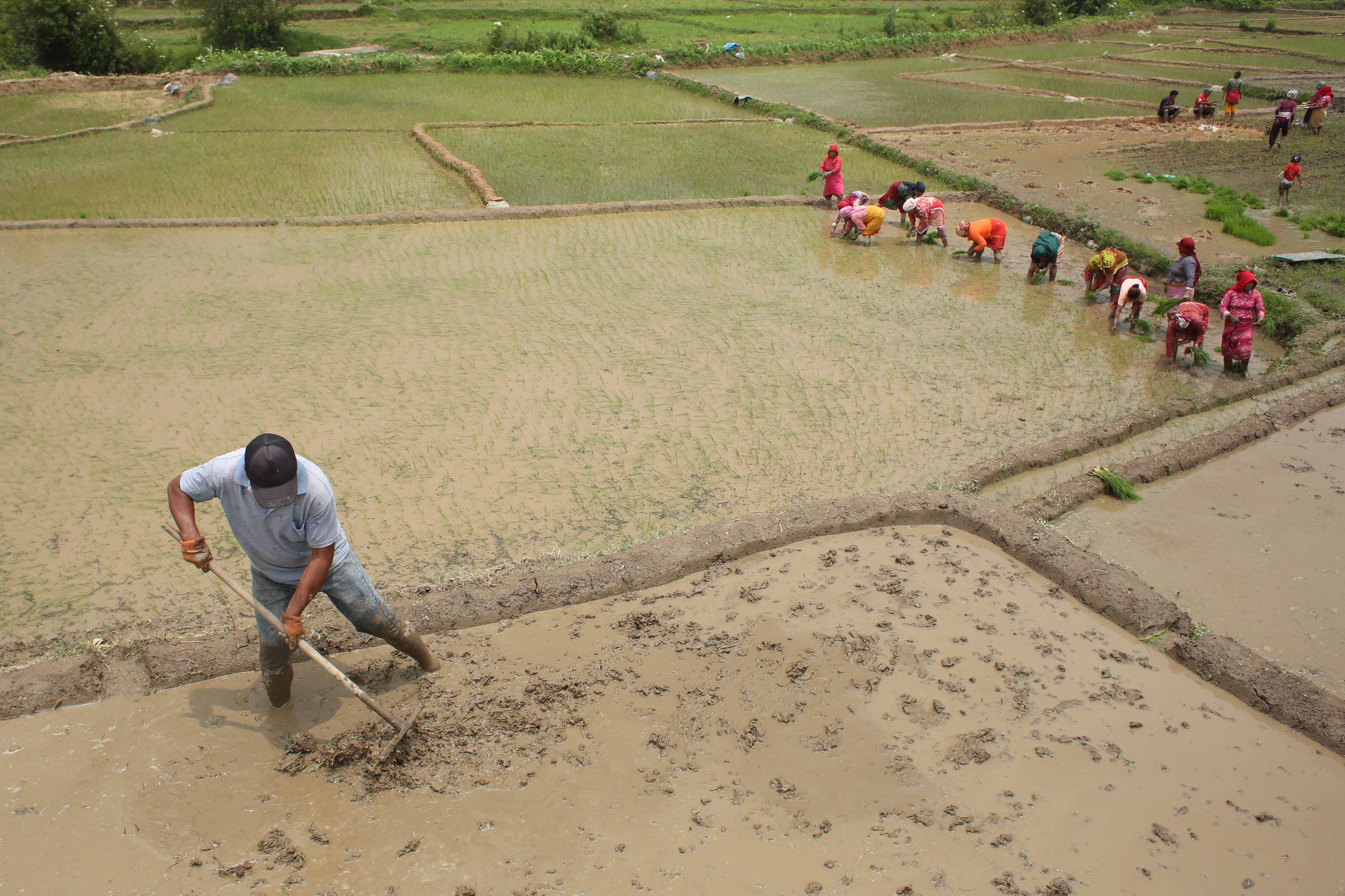 Rice-Plantation_Lalitpur_-475-1749718982.jpg