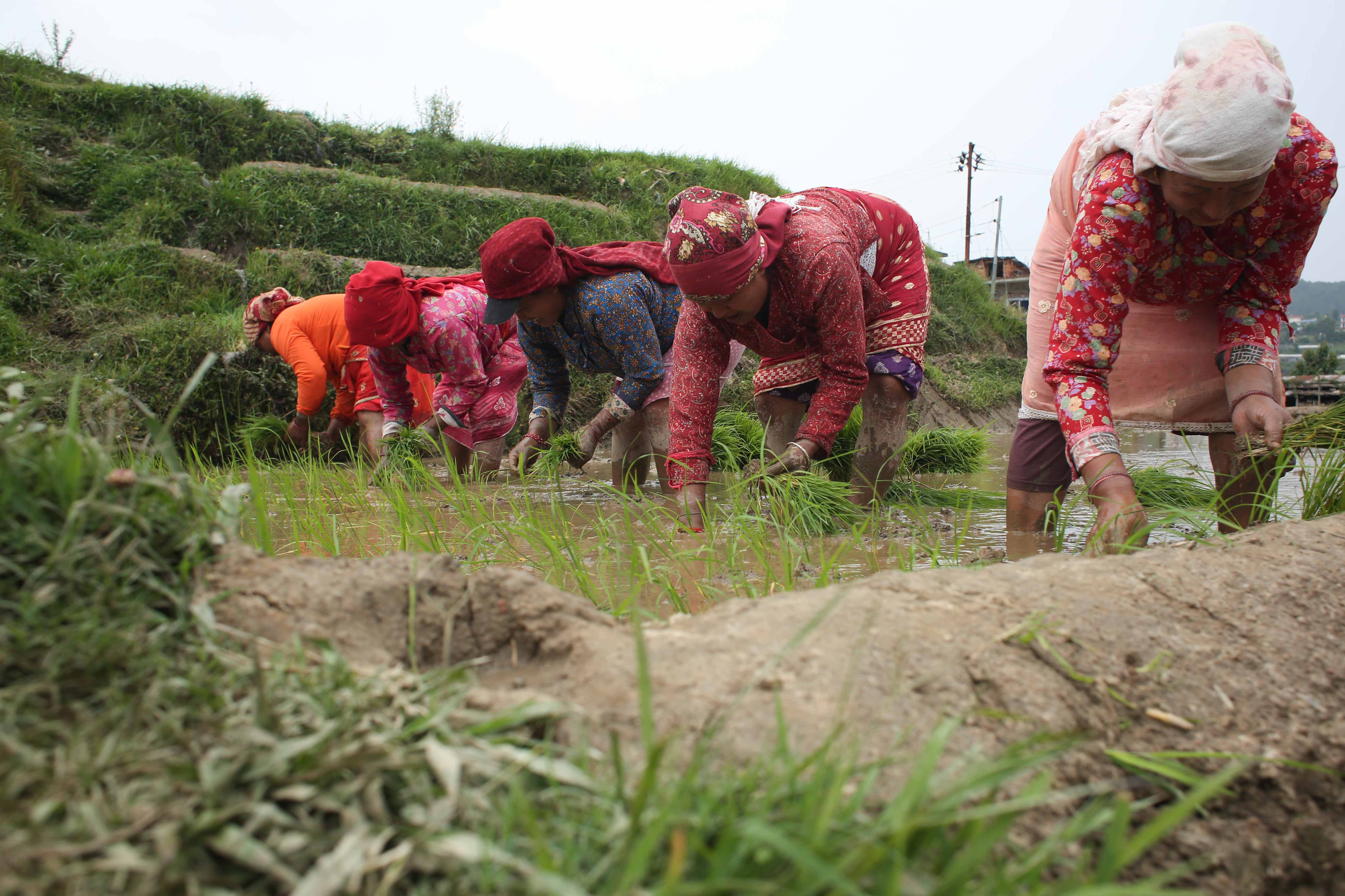 Rice-Plantation_Lalitpur_-477-1749718976.jpg