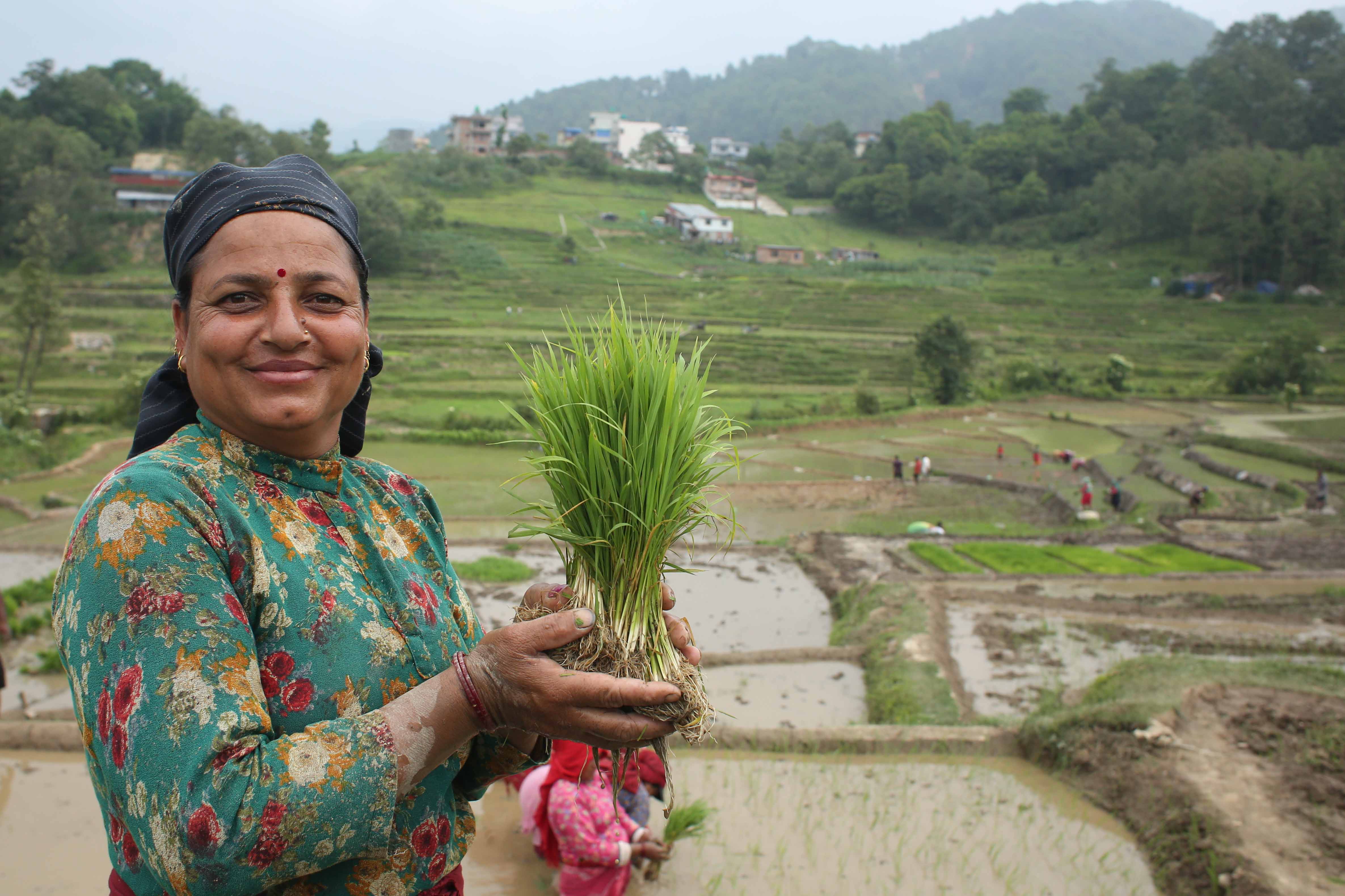 Rice-Plantation_Lalitpur_-479-1749718976.jpg
