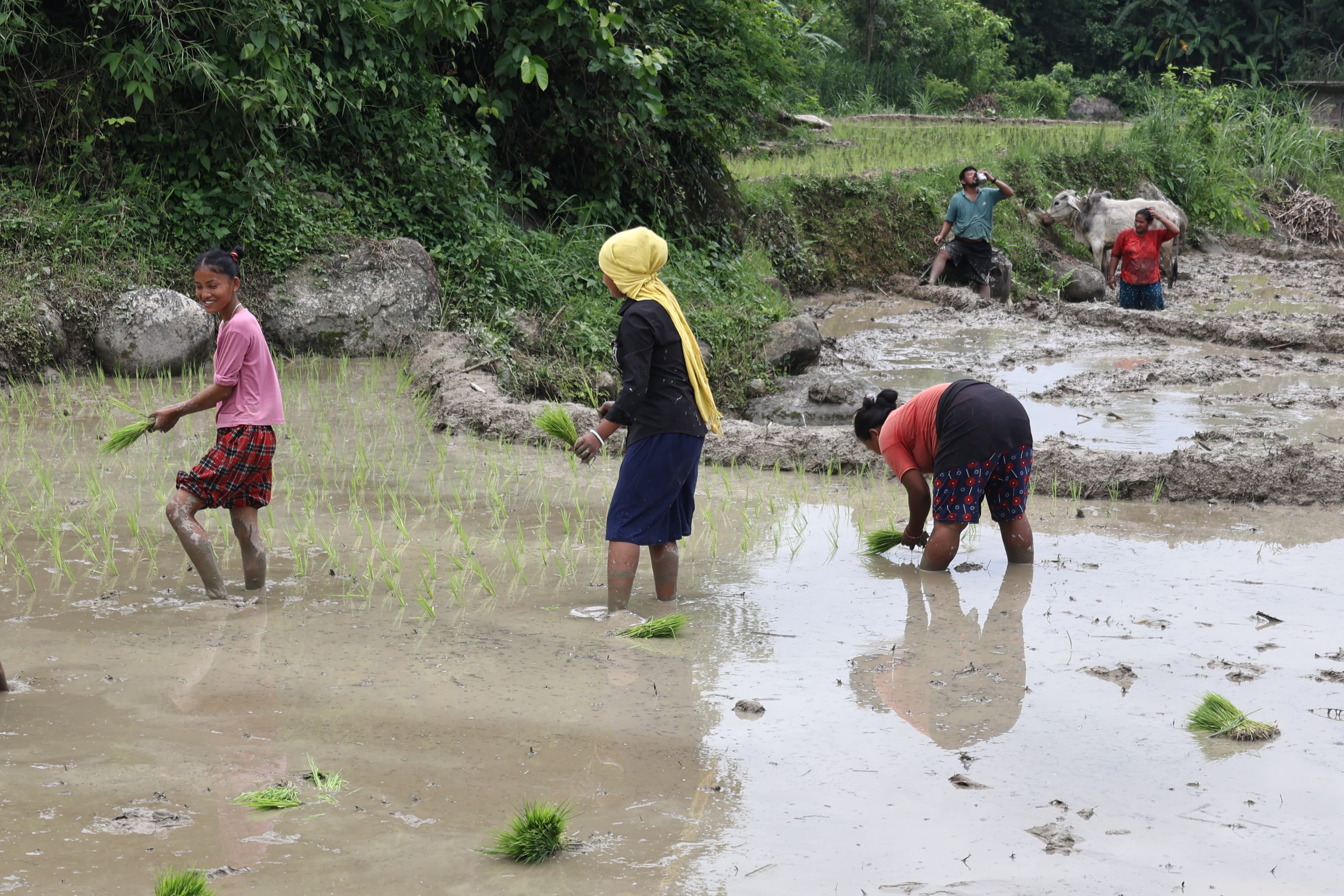 Ropai-sindhuli-(1)-1750828338.jpg