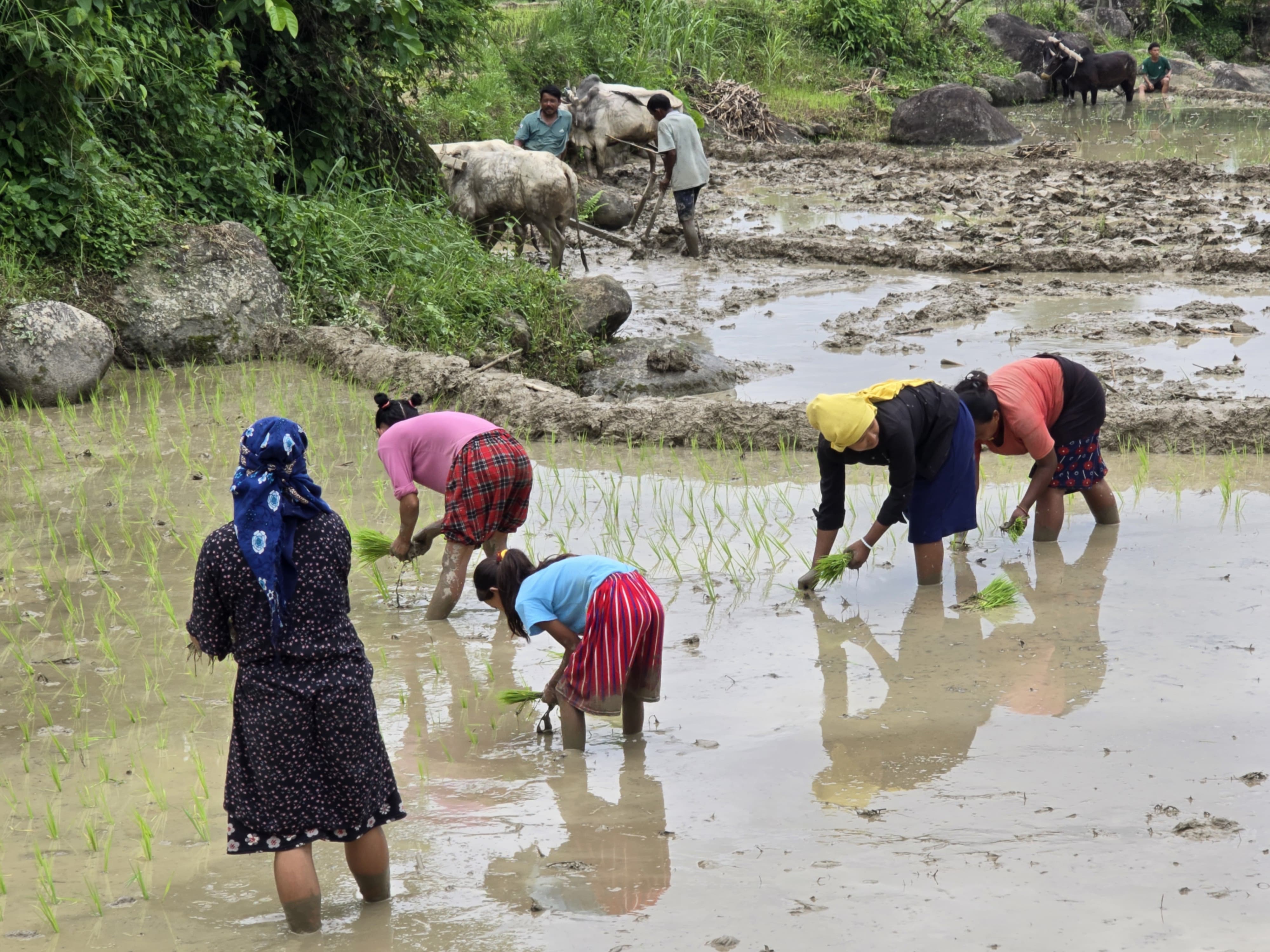 Ropai-sindhuli-(11)-1750828351.jpg