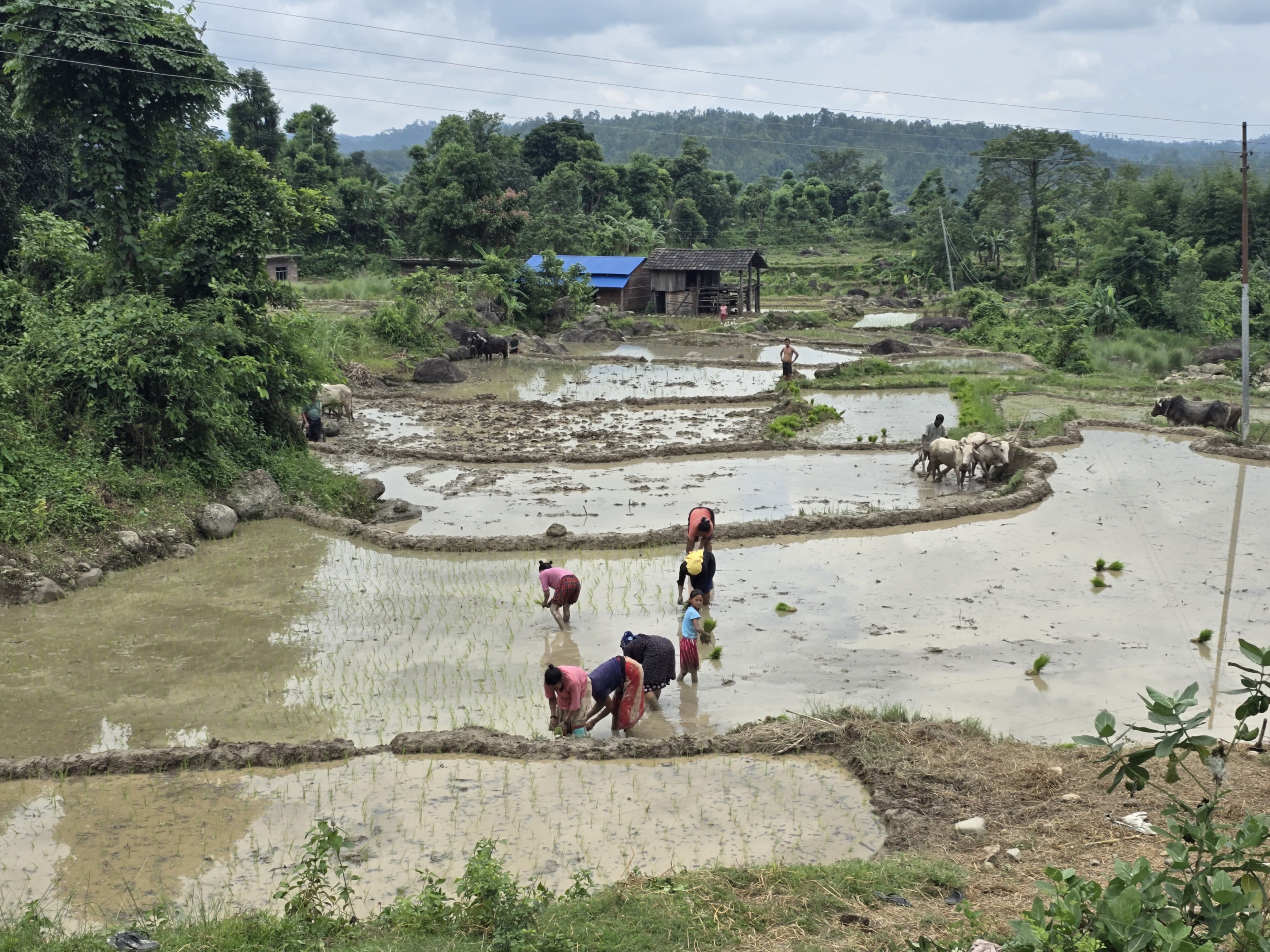 Ropai-sindhuli-(2)-1750828346.jpg