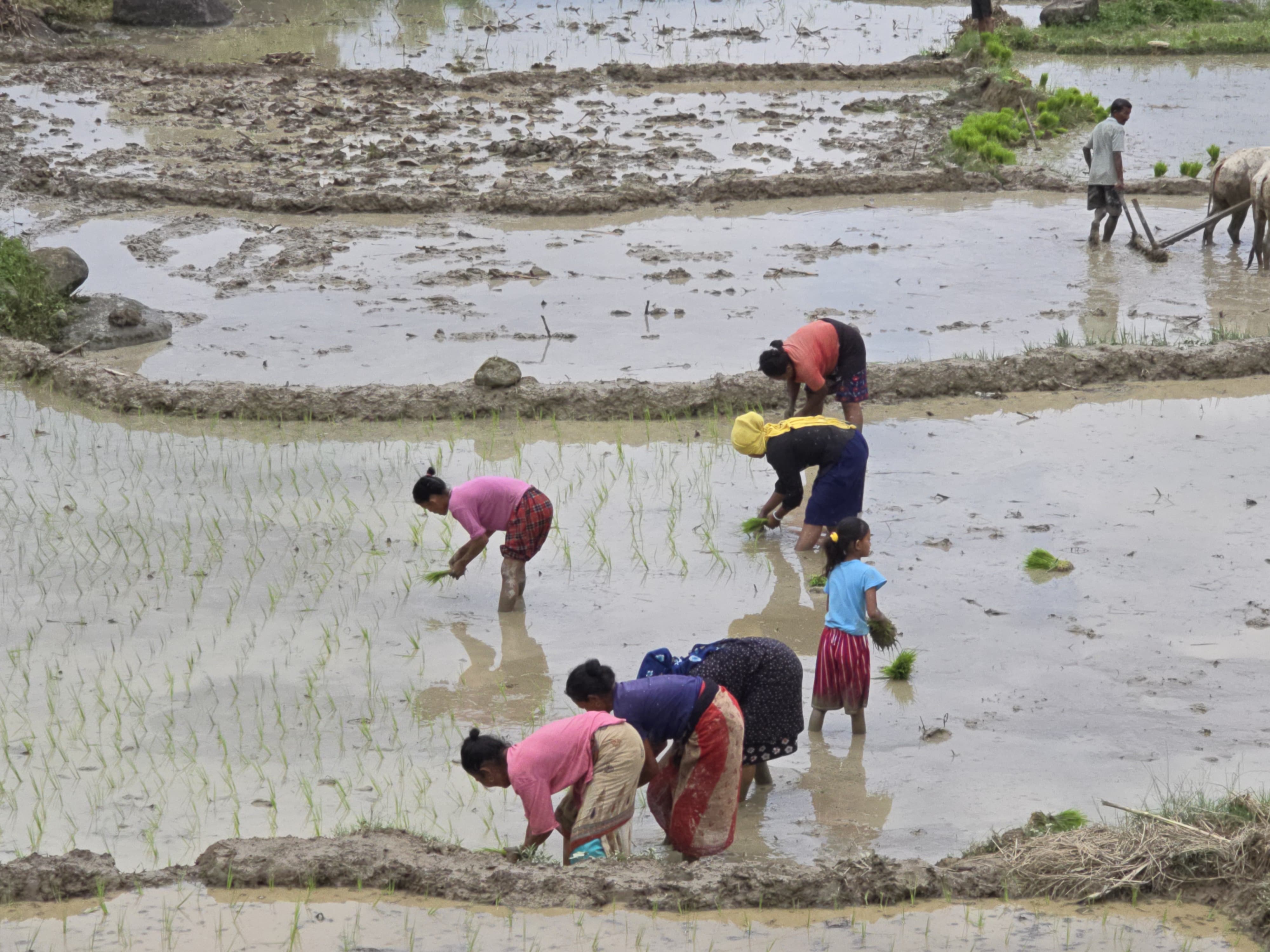 Ropai-sindhuli-(3)-1750828338.jpg