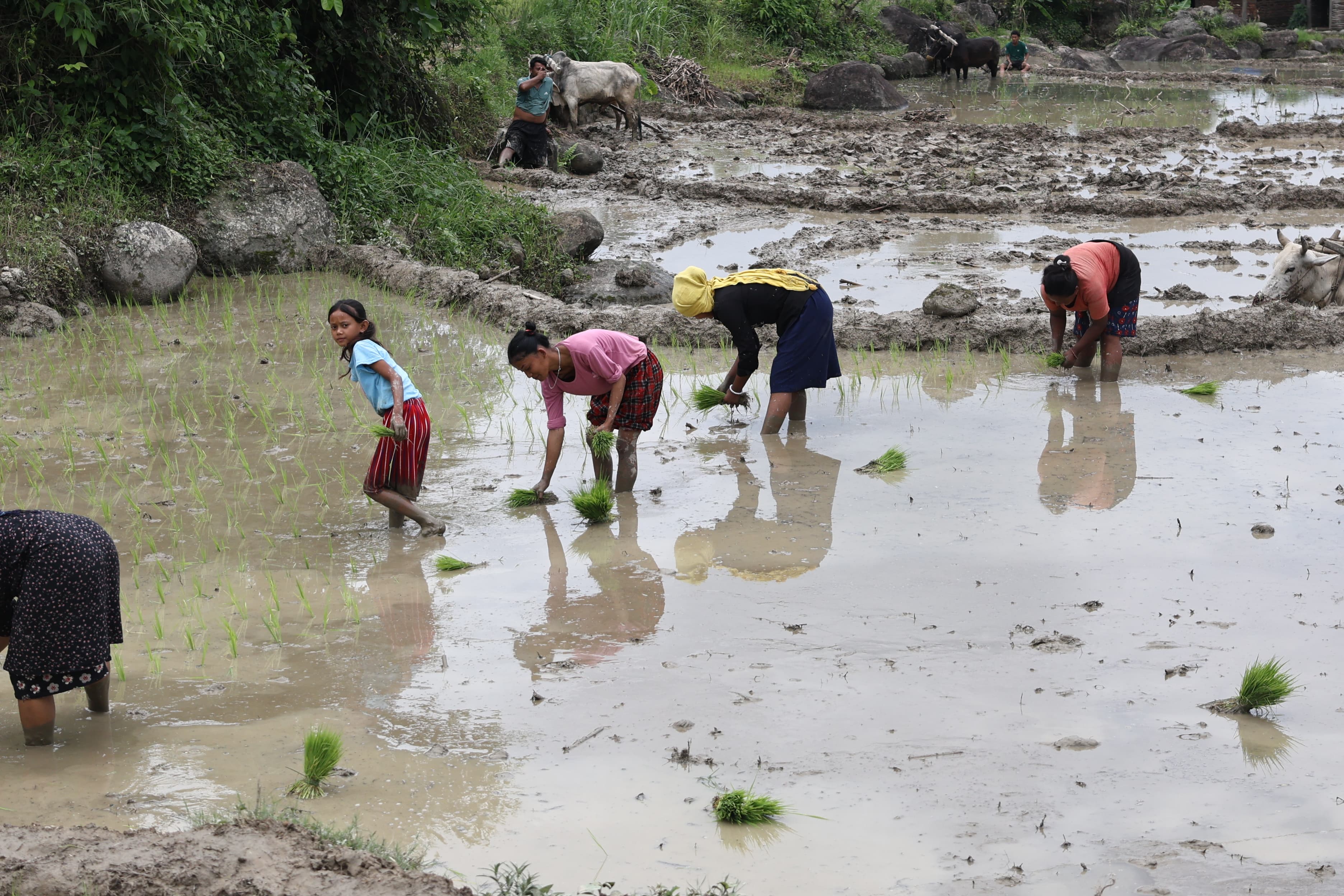 Ropai-sindhuli-(5)-1750828340.jpg