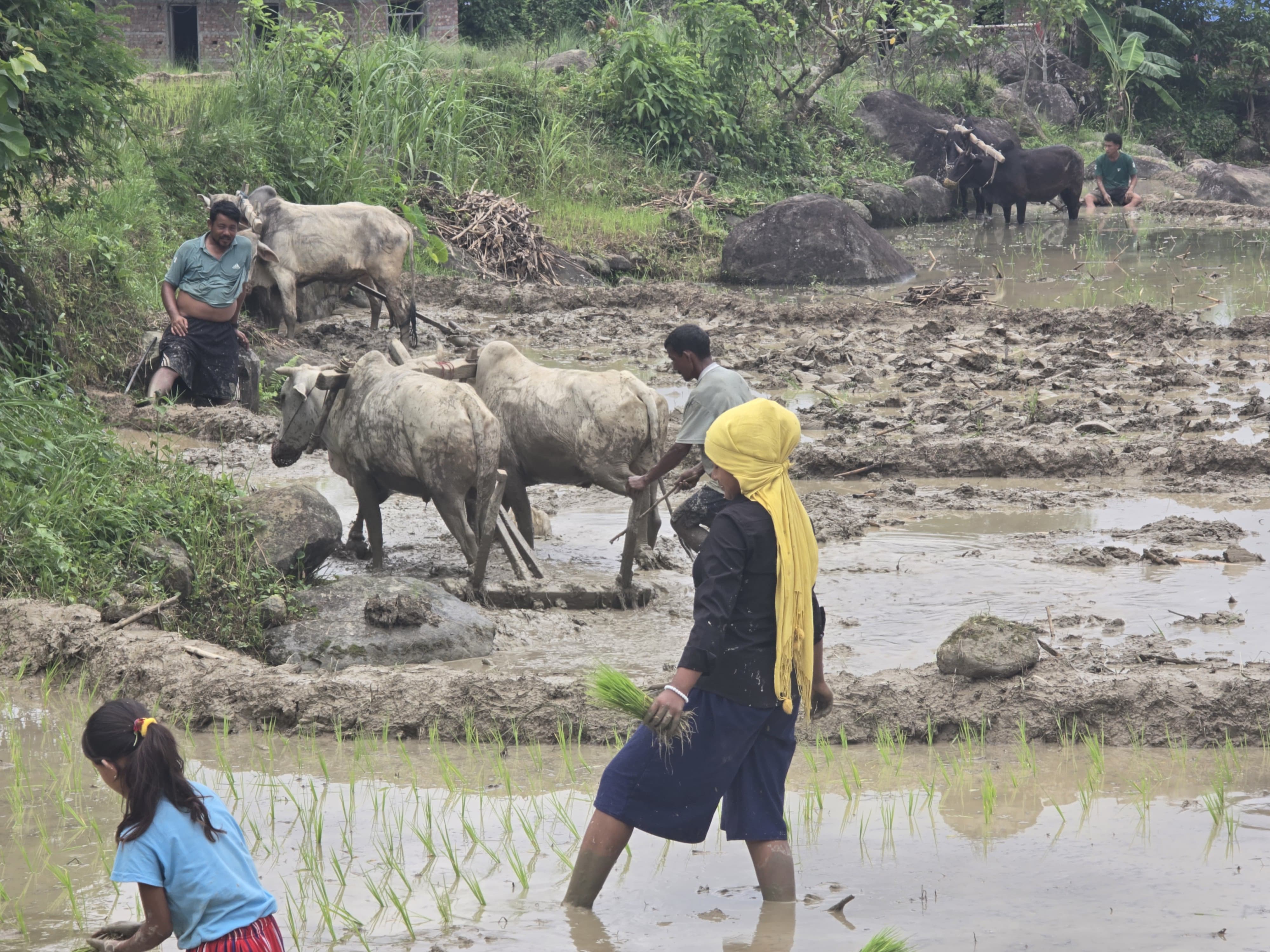 Ropai-sindhuli-(7)-1750828348.jpg
