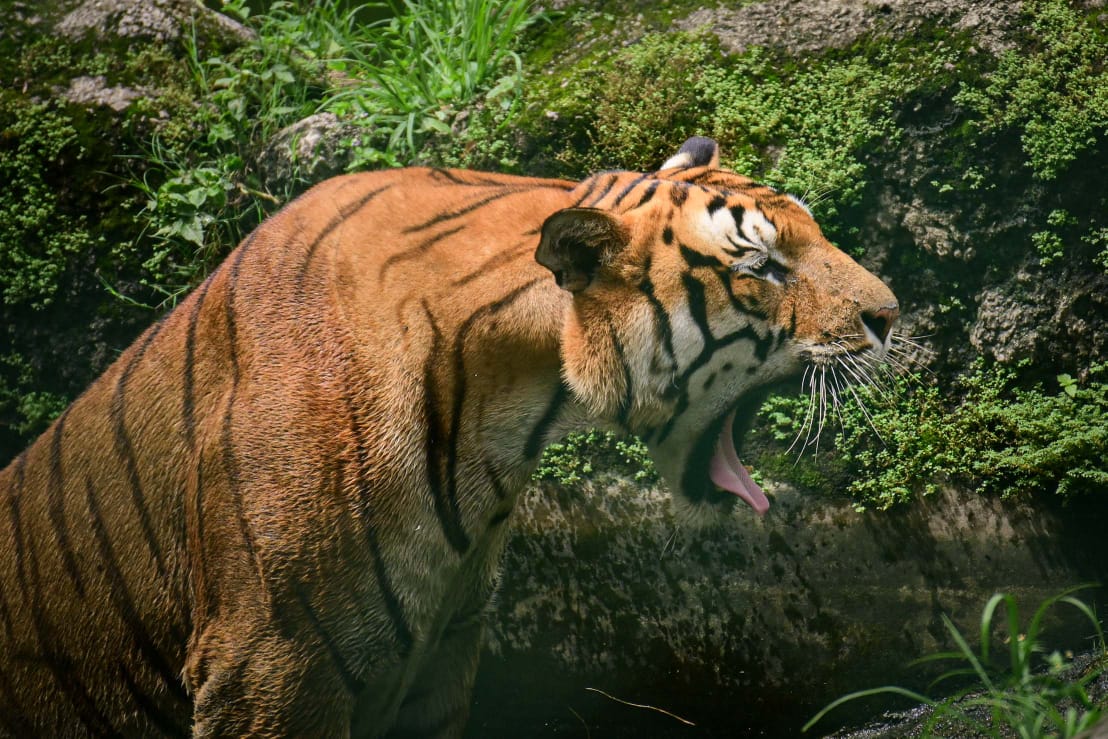 Tigers-at-Zoo-(1)-1753786143.jpeg