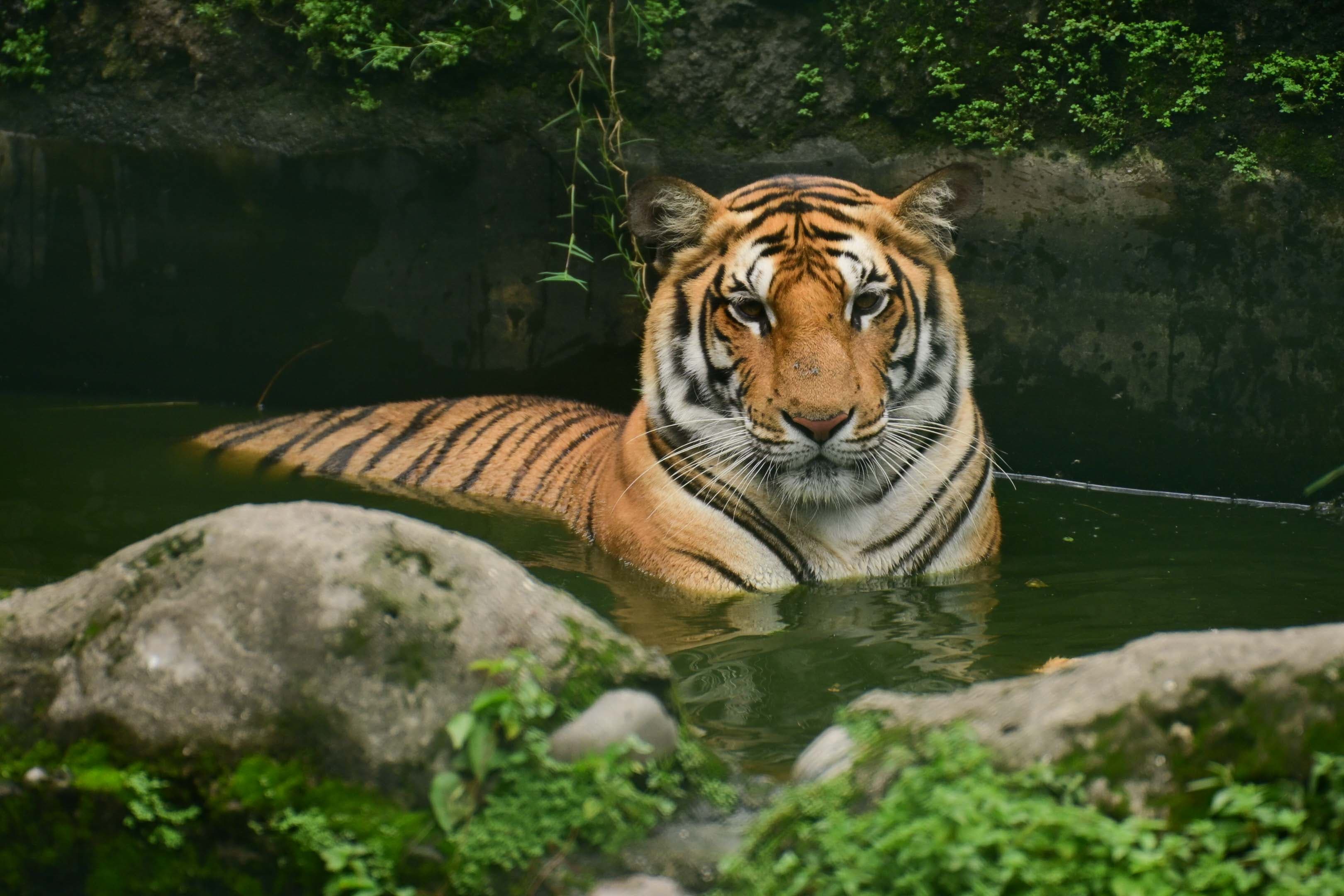 Tigers-at-Zoo-(2)-1753784486.jpeg