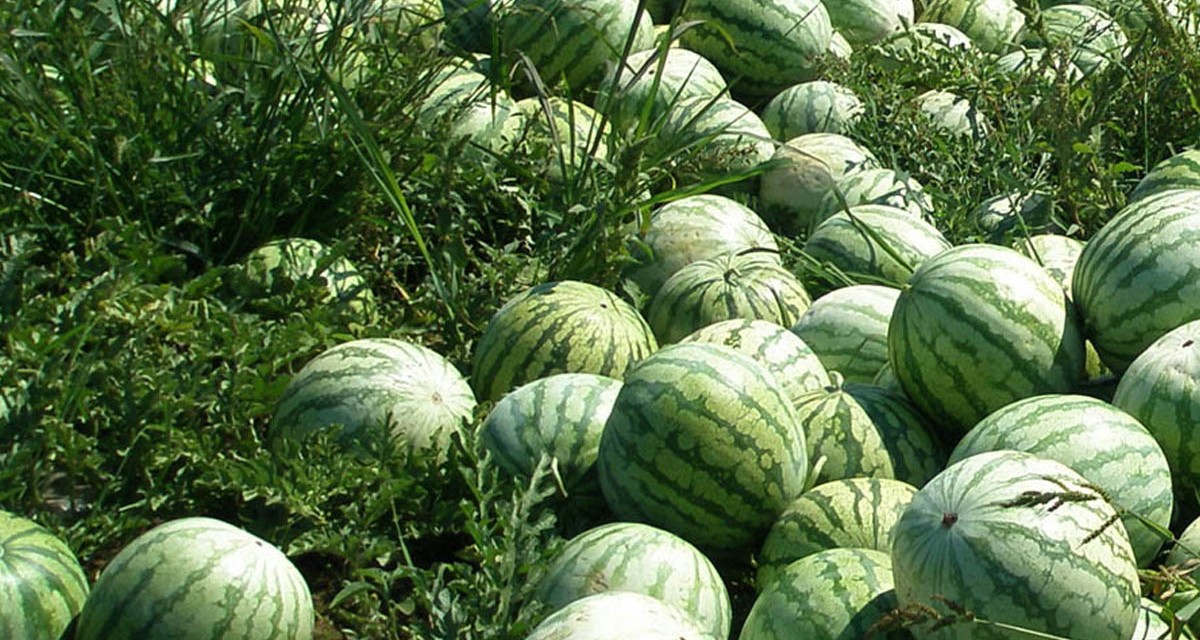 Watermelon-Farming-1747466444.jpg