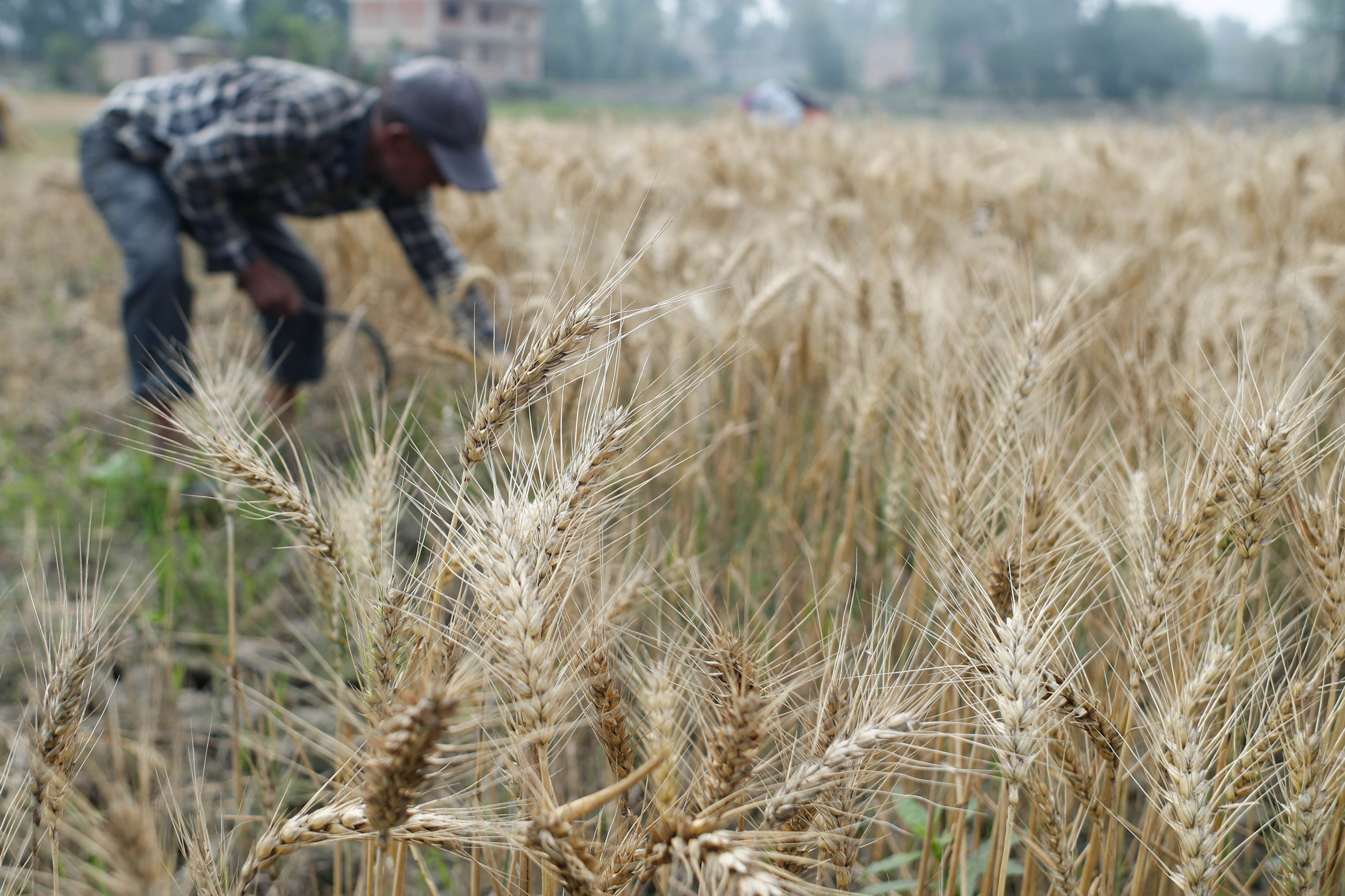 Wheat-Farming,-Bhaktapur.-1017-1748063096.jpg