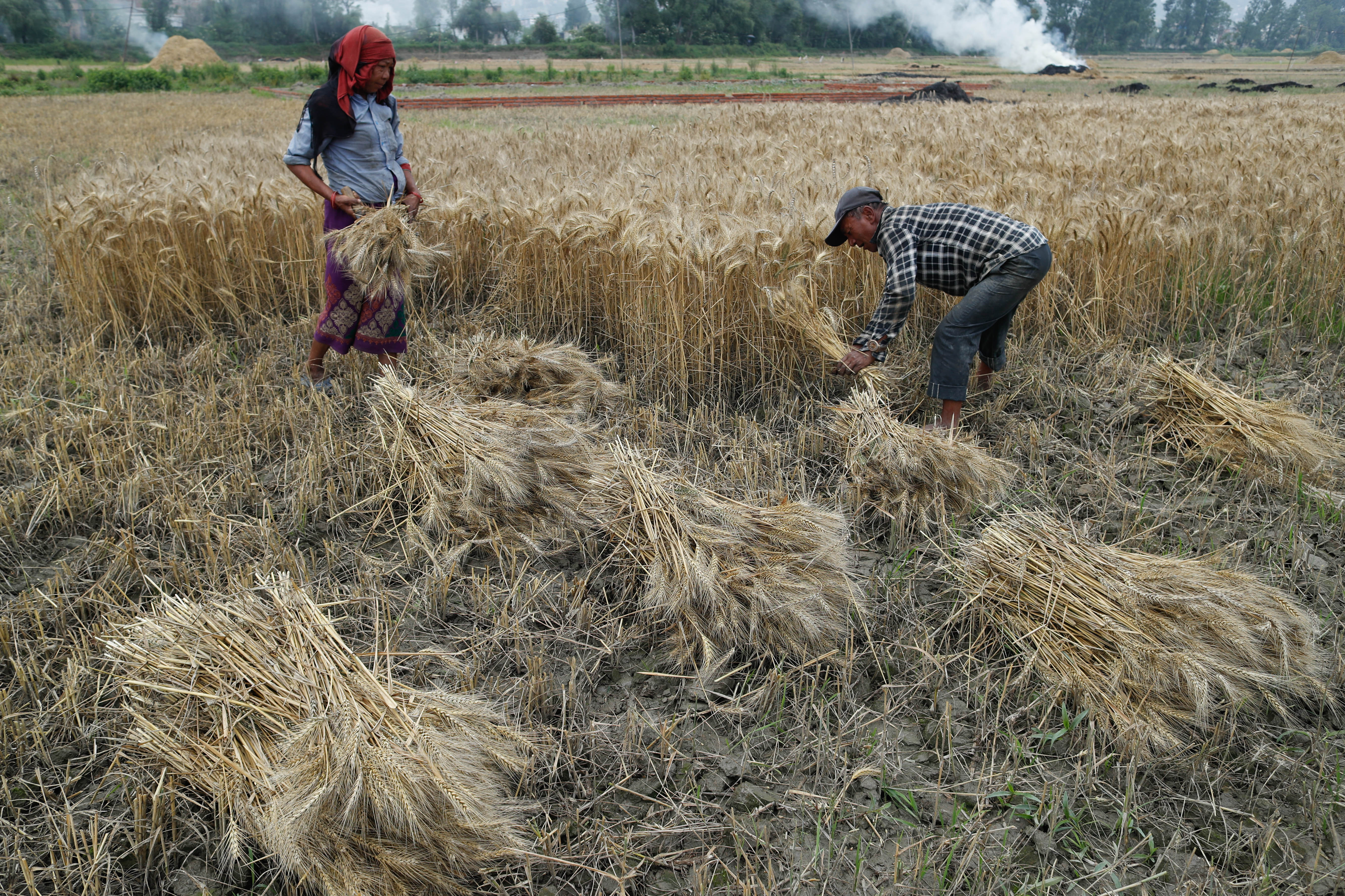 Wheat-Farming,-Bhaktapur.-1018-1748063100.jpg