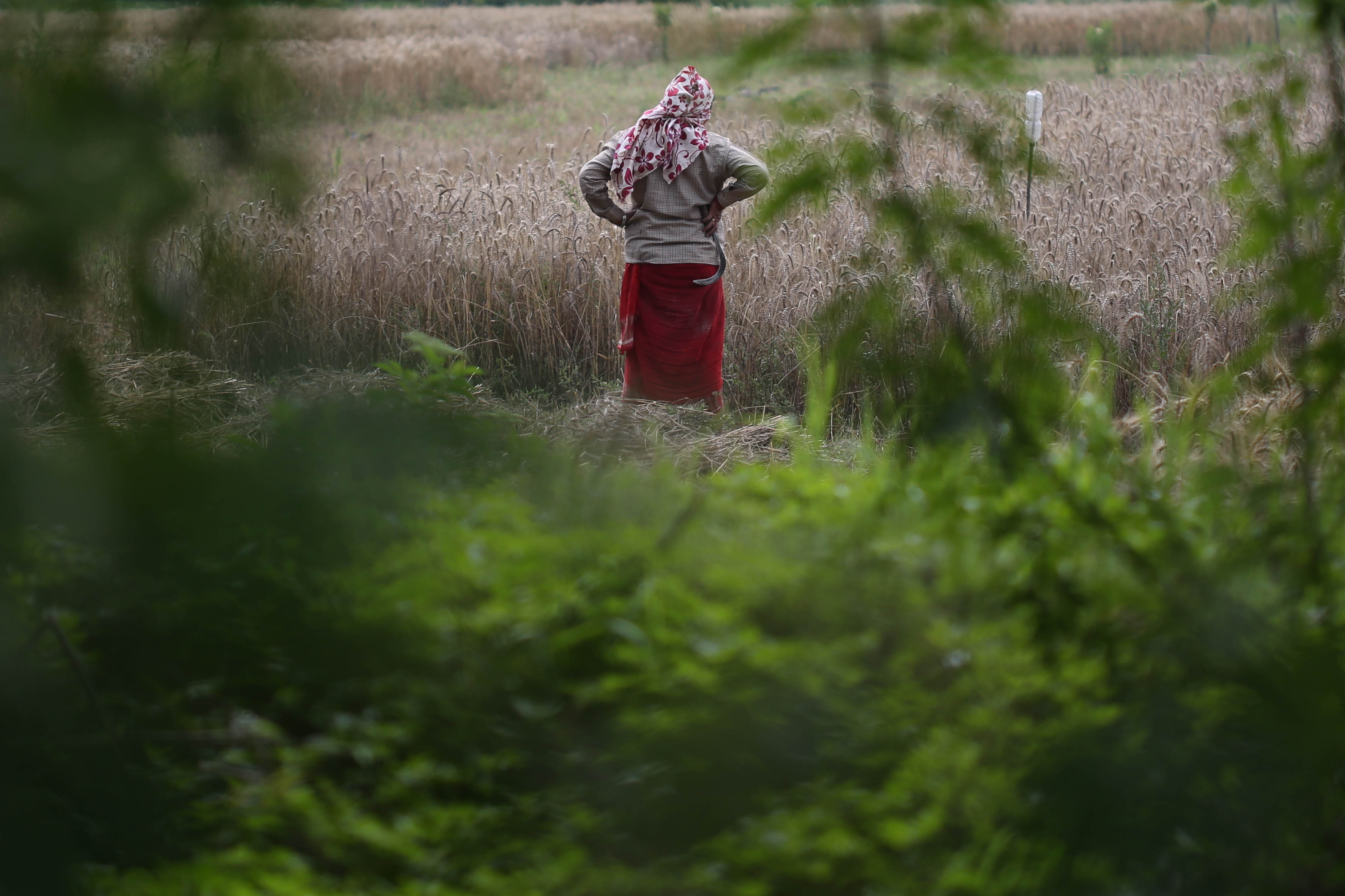 Wheat-Farming,-Bhaktapur.-1019-1748063099.jpg
