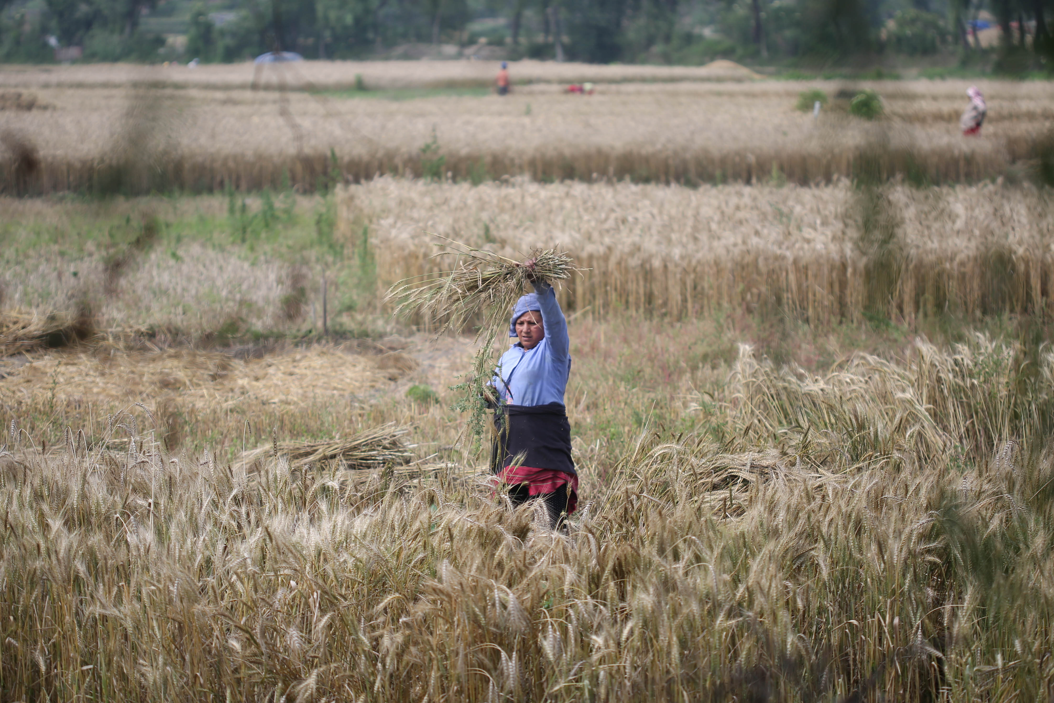 Wheat-Farming,-Bhaktapur.-1020-1748063101.jpg