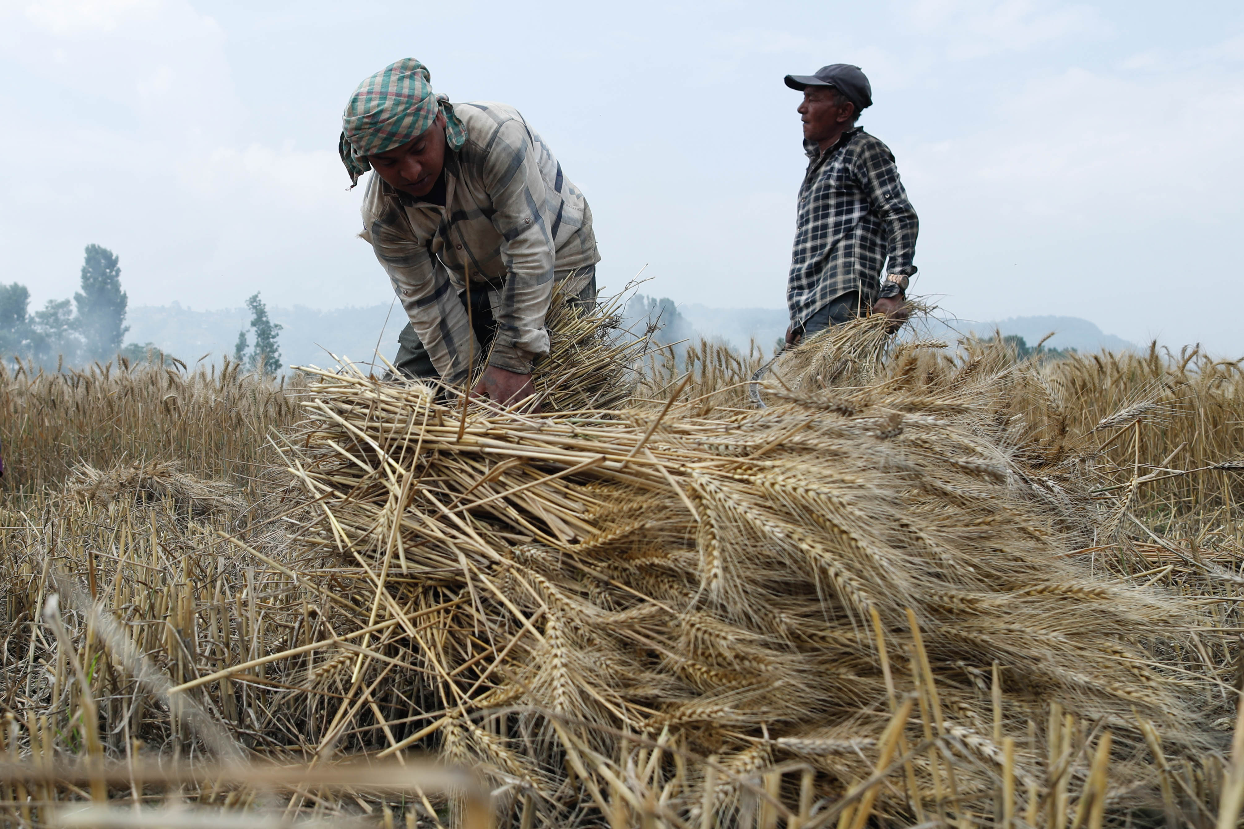 Wheat-Farming,-Bhaktapur.-1021-1748063103.jpg