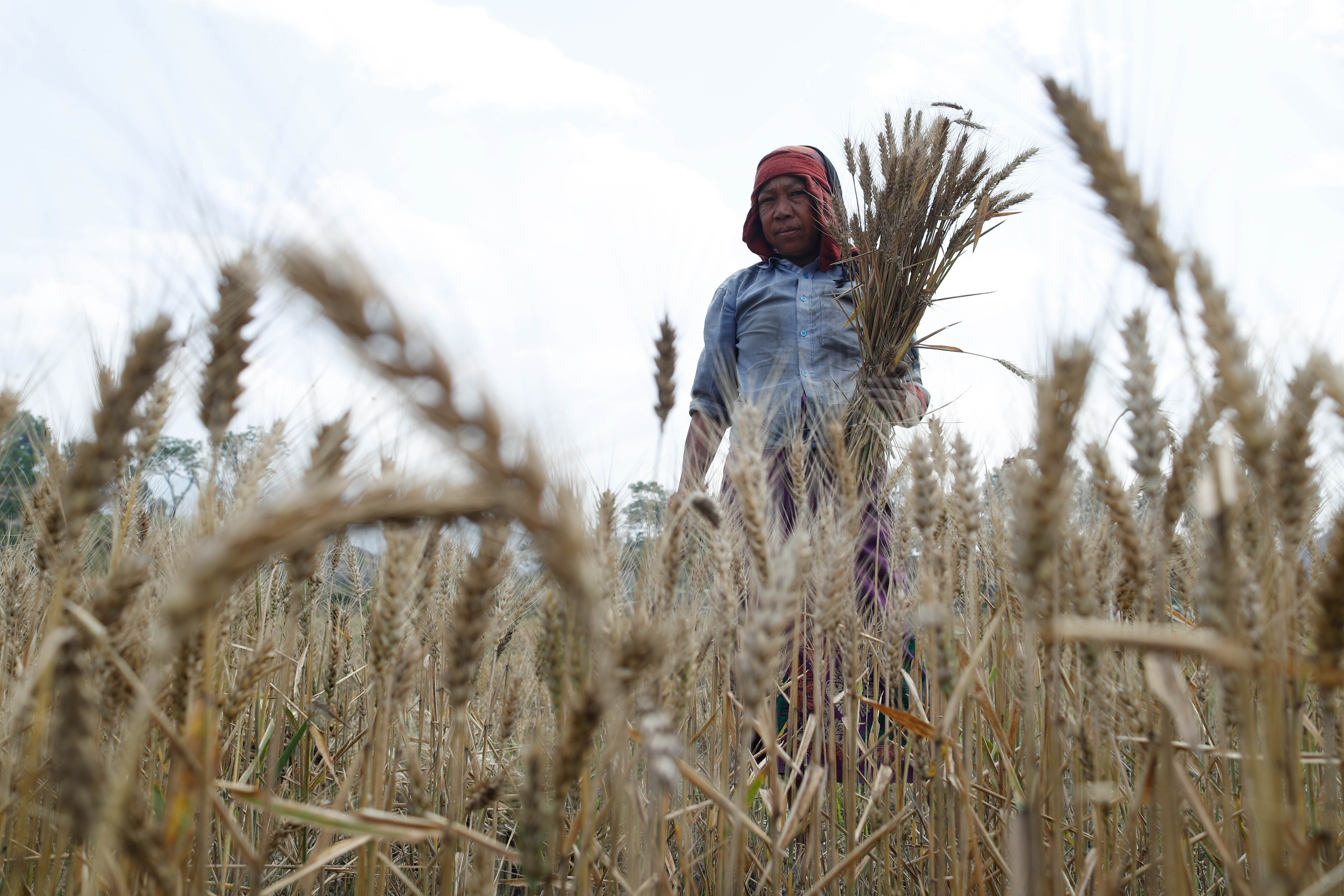 Wheat-Farming,-Bhaktapur.-1022-1748063105.jpg