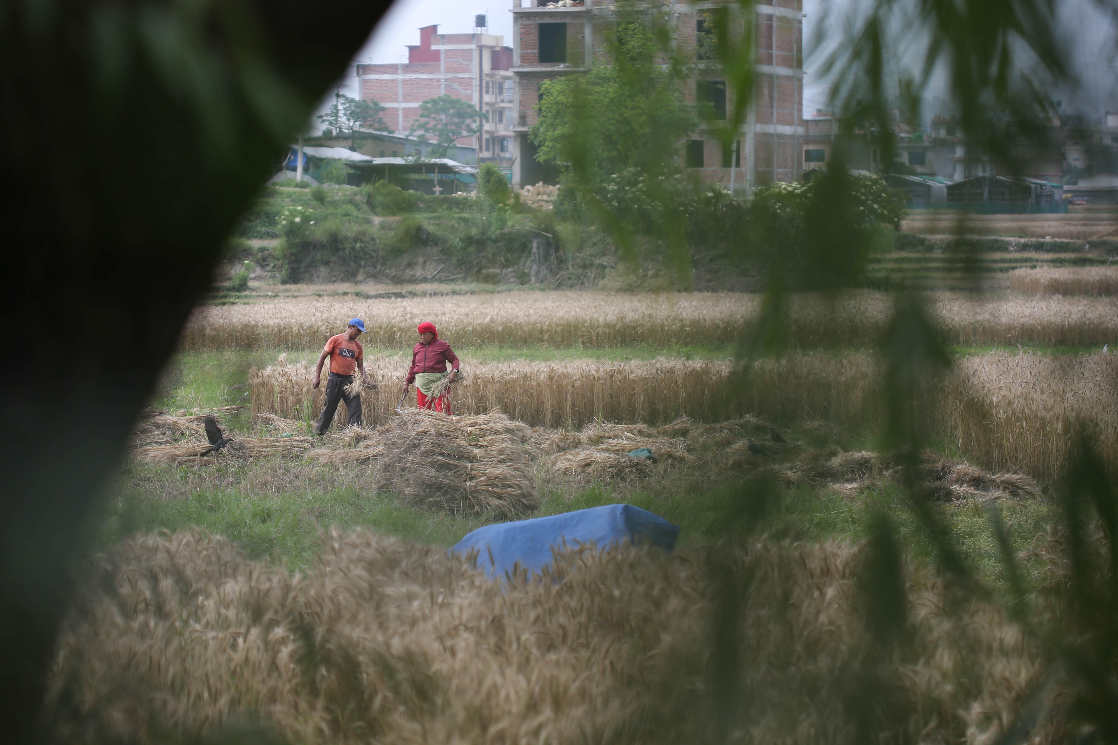 Wheat-Farming,-Bhaktapur.-1023-1748063106.jpg