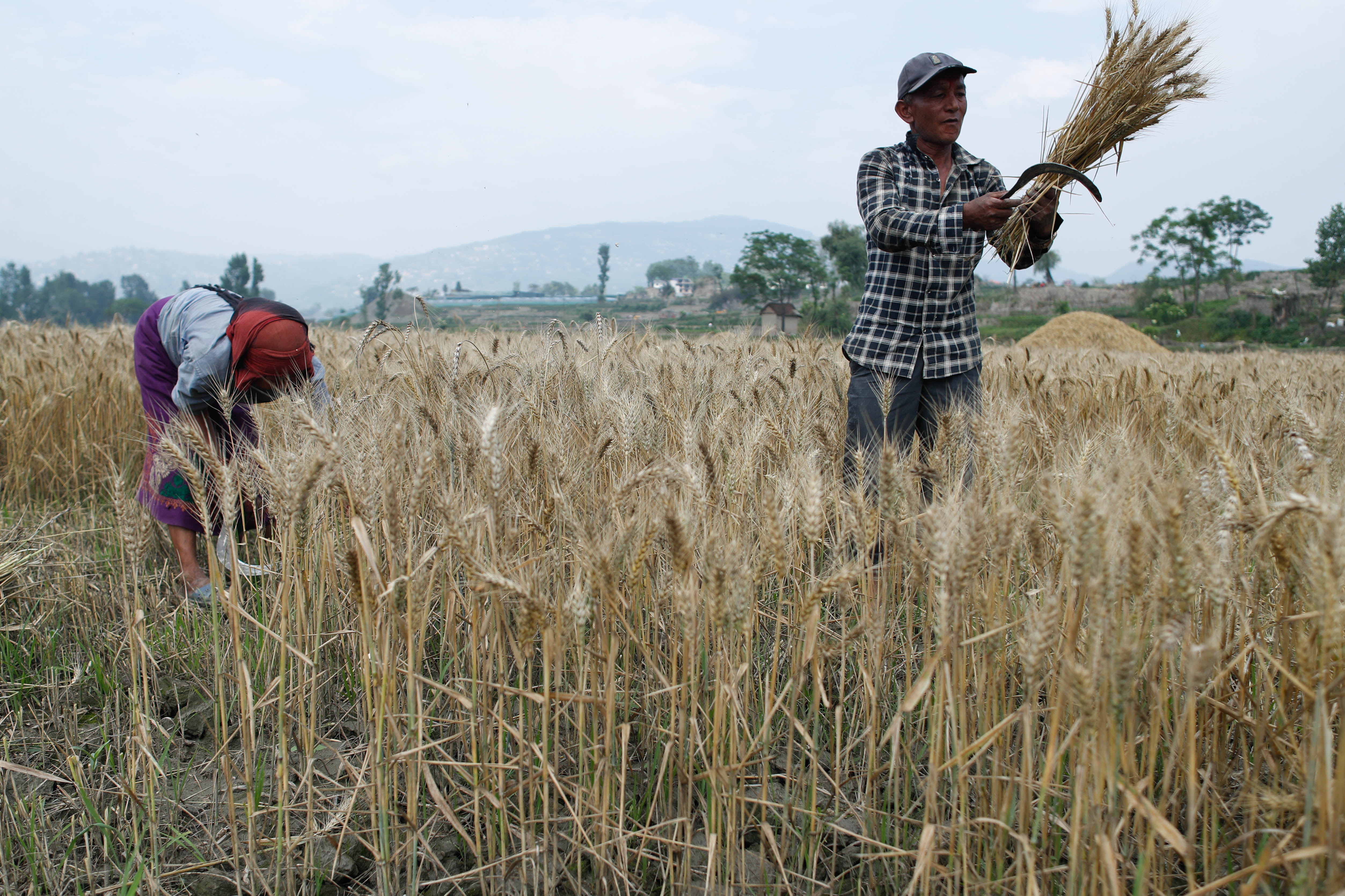 Wheat-Farming,-Bhaktapur.-1024-1748063109.jpg