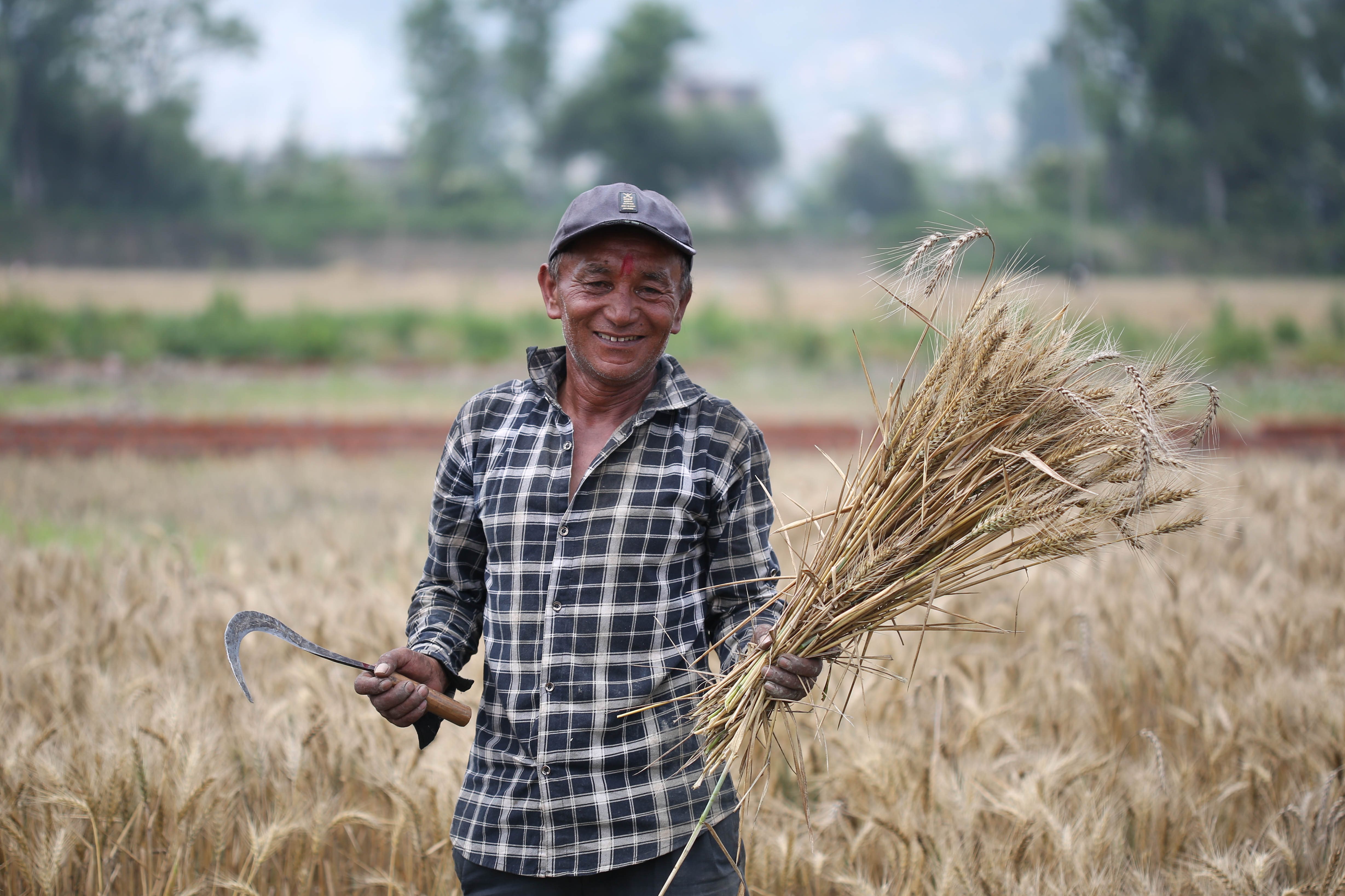 Wheat-Farming,-Bhaktapur.-1026-1748063112.jpg