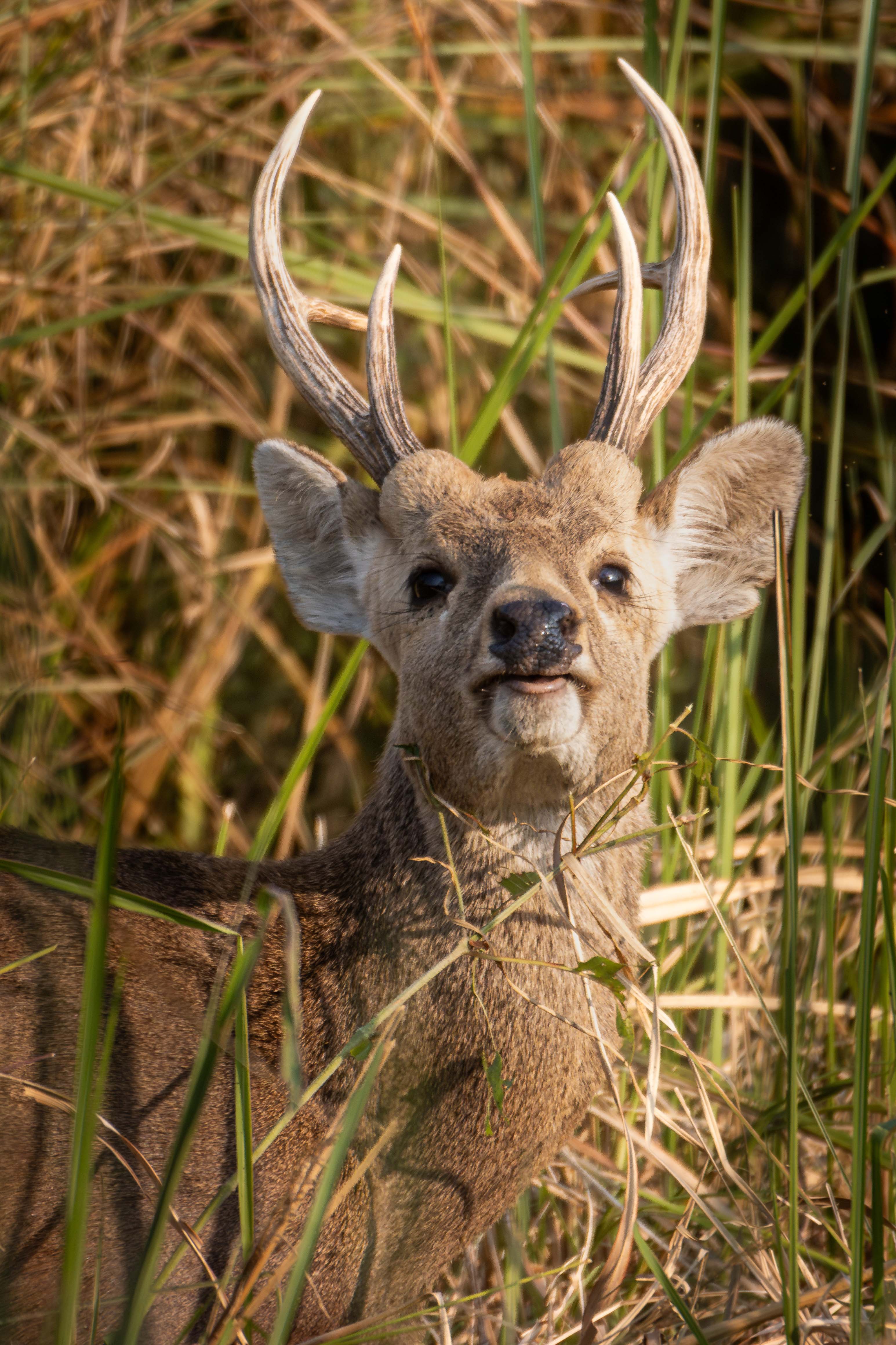 Wildlife_NPL_BS_0031-1760158808.jpg