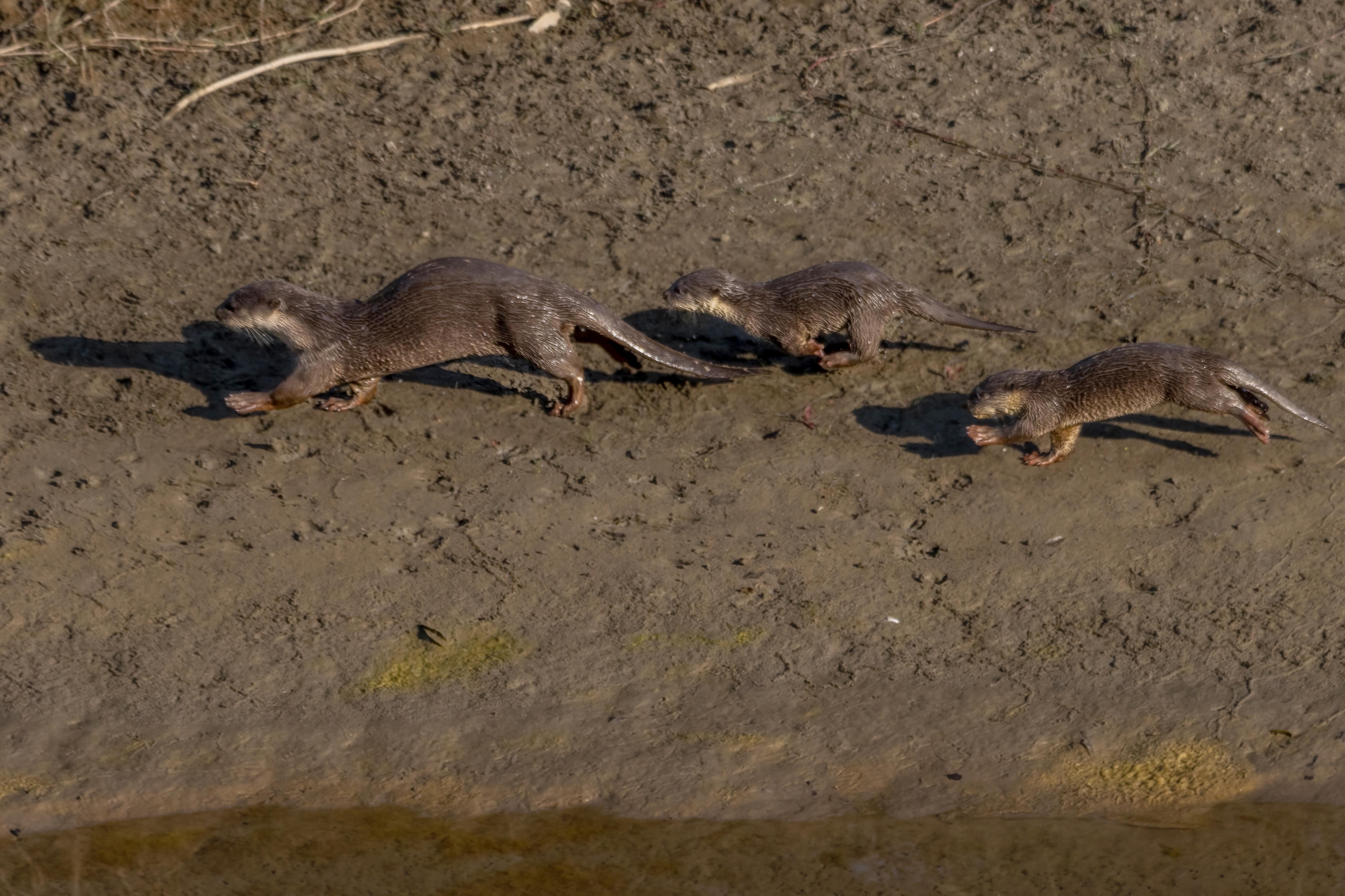 Wildlife_NPL_BS_0033-1760158805.jpg