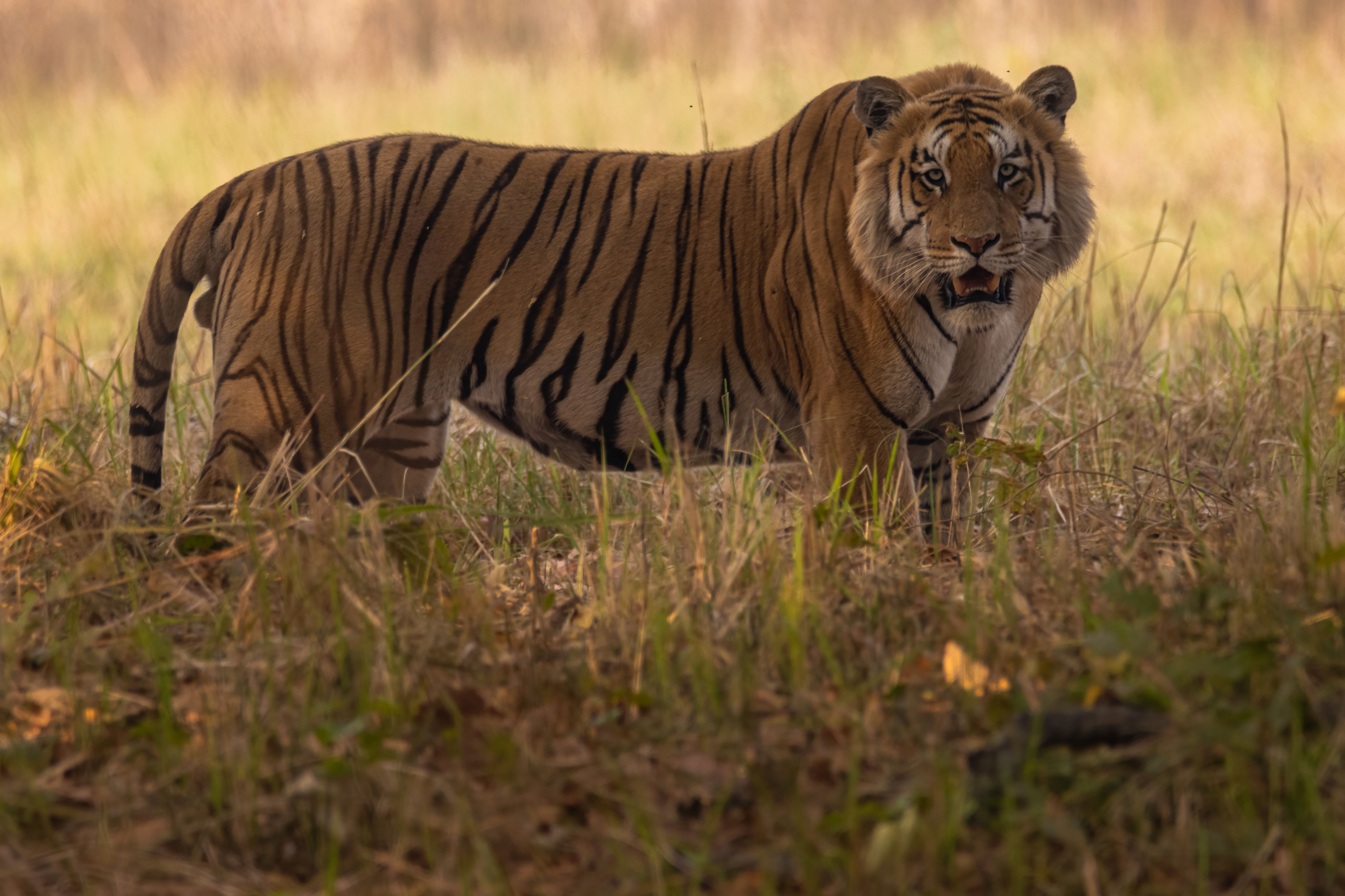 Wildlife_NPL_BS_0101-1760158810.jpg